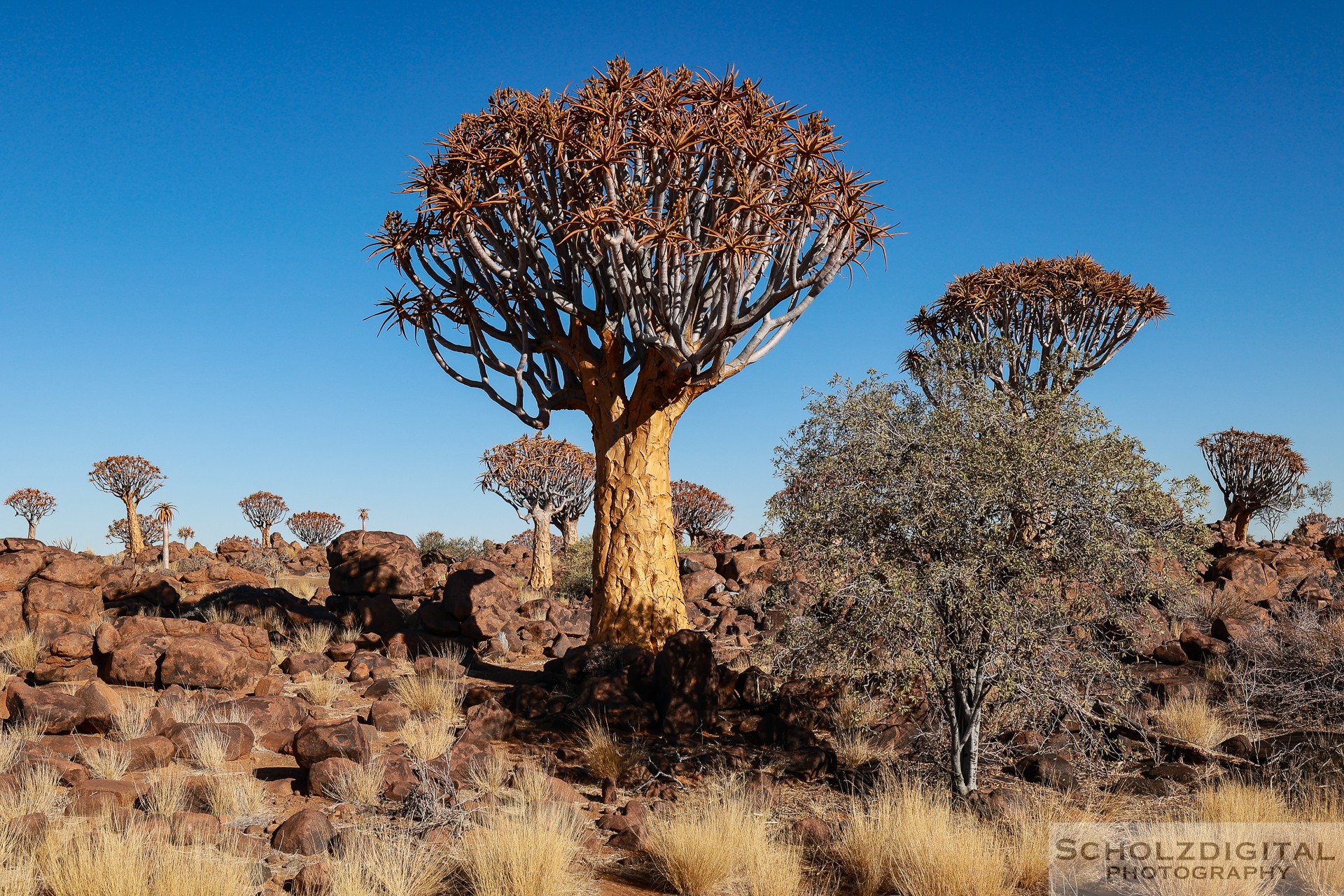 Quivertree Forest