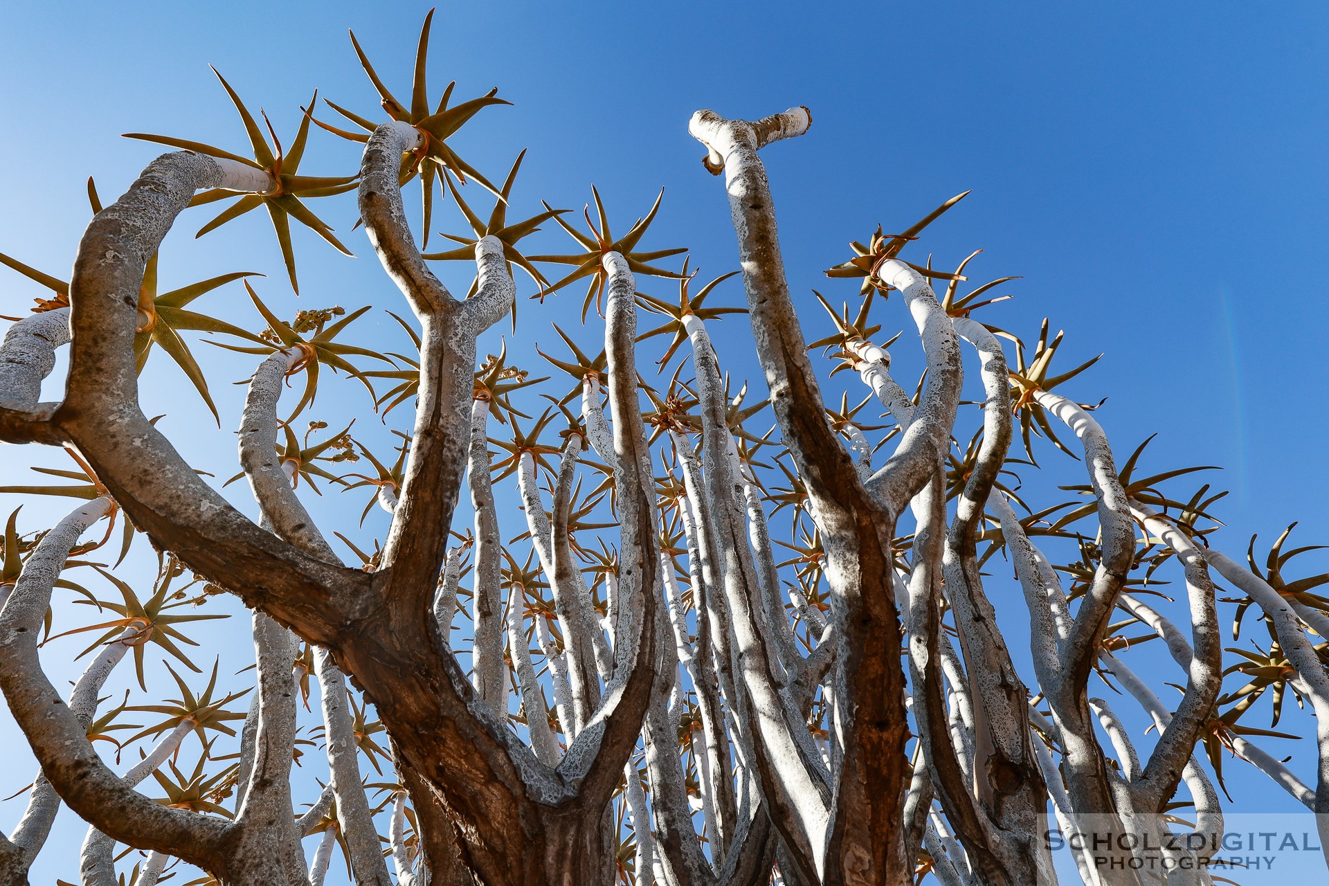 Aloe dichotoma