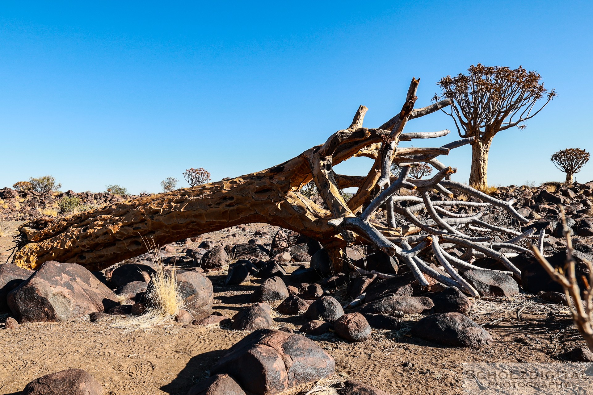 Aloe dichotoma