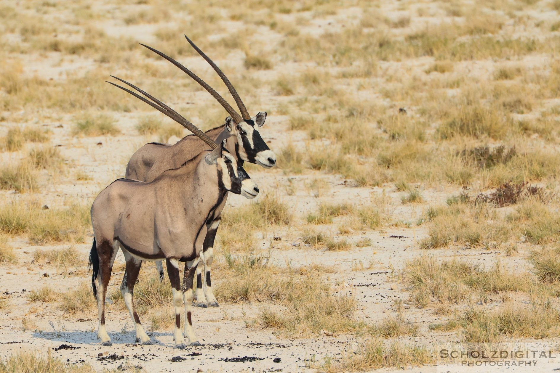 Oryxantilopen