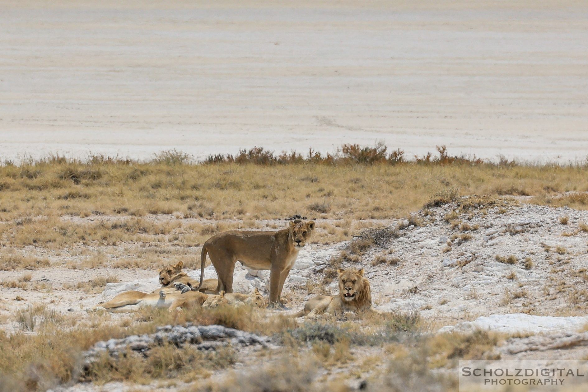 Löwenfamilie im Nationalpark