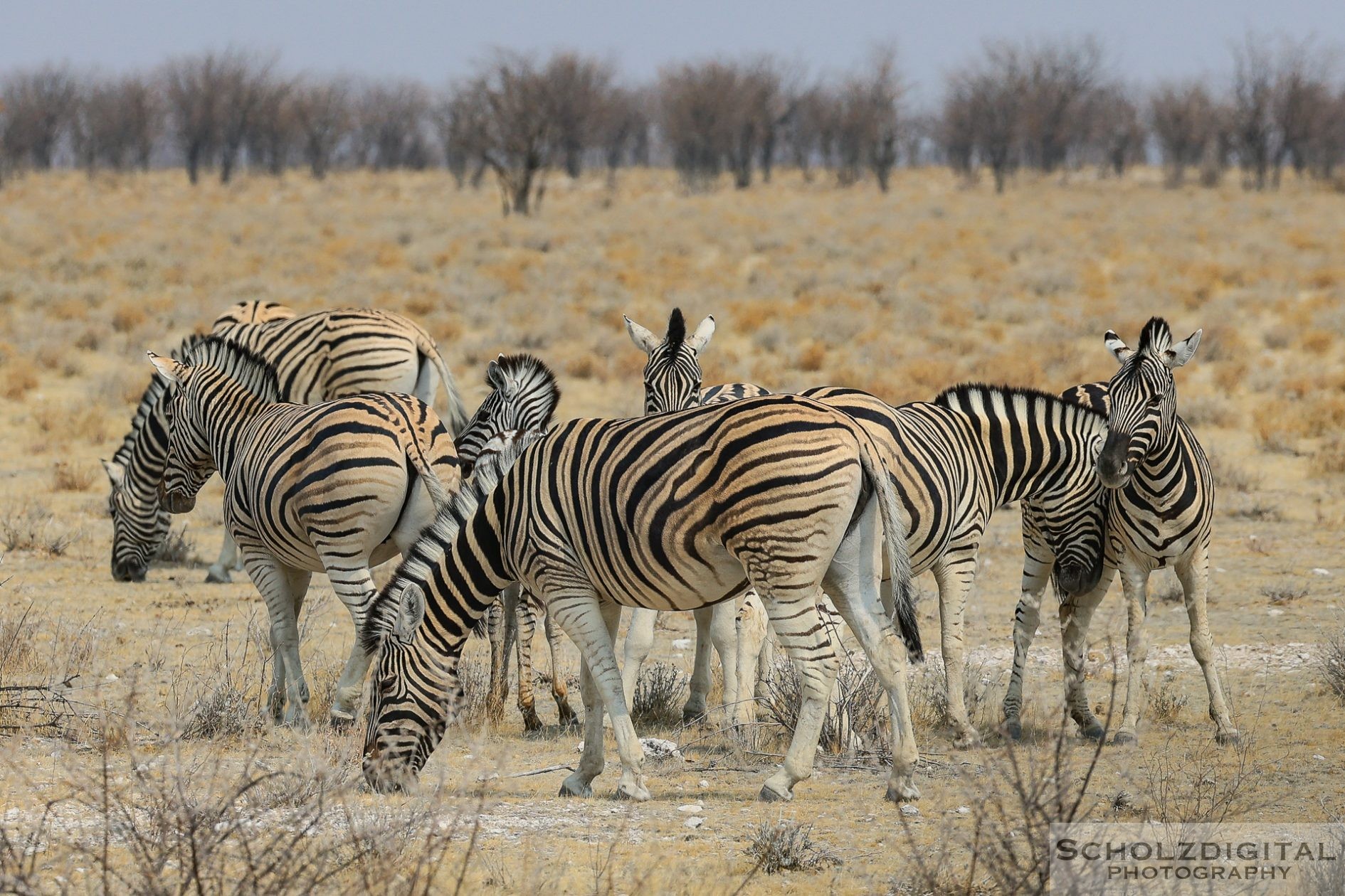 Steppenzebras