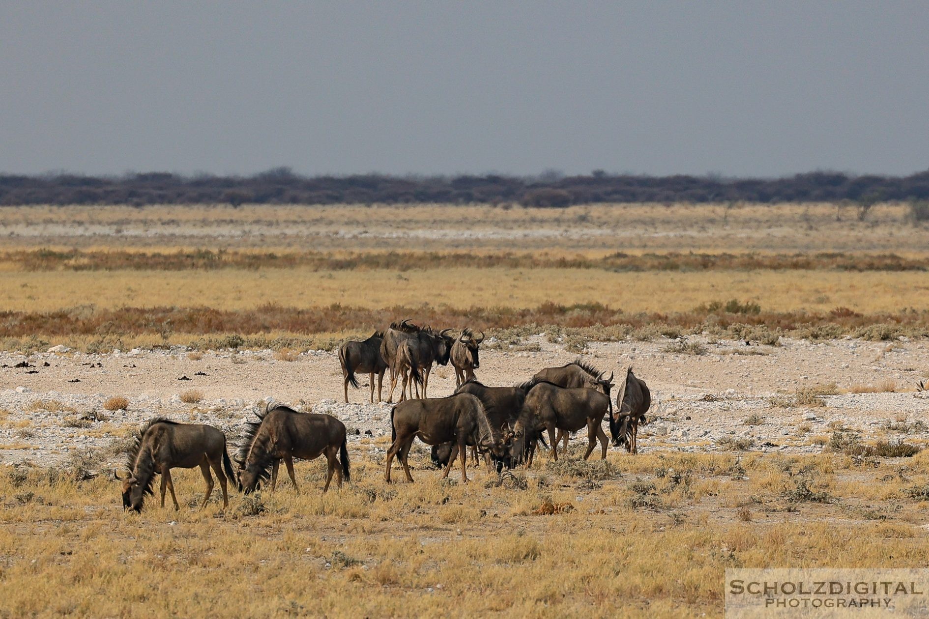 Gnu Herde in Afrika