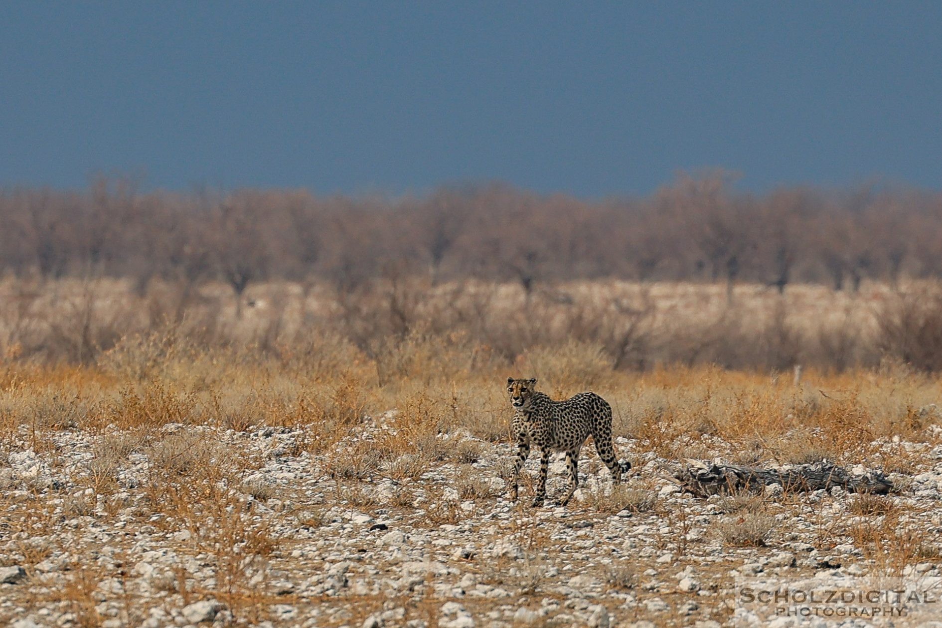 Gepard im Etosha Nationalpark