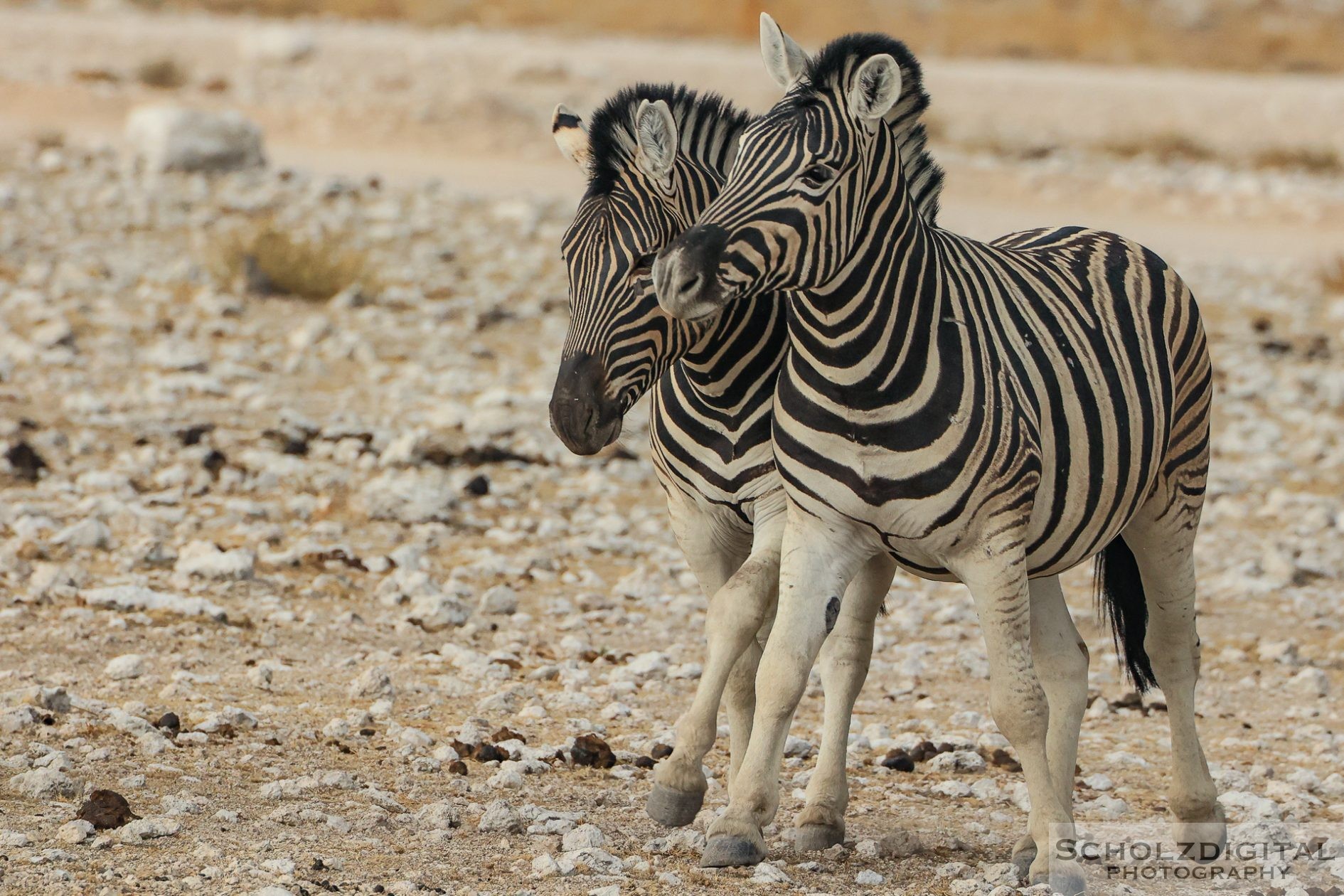 Zebras in Namibia