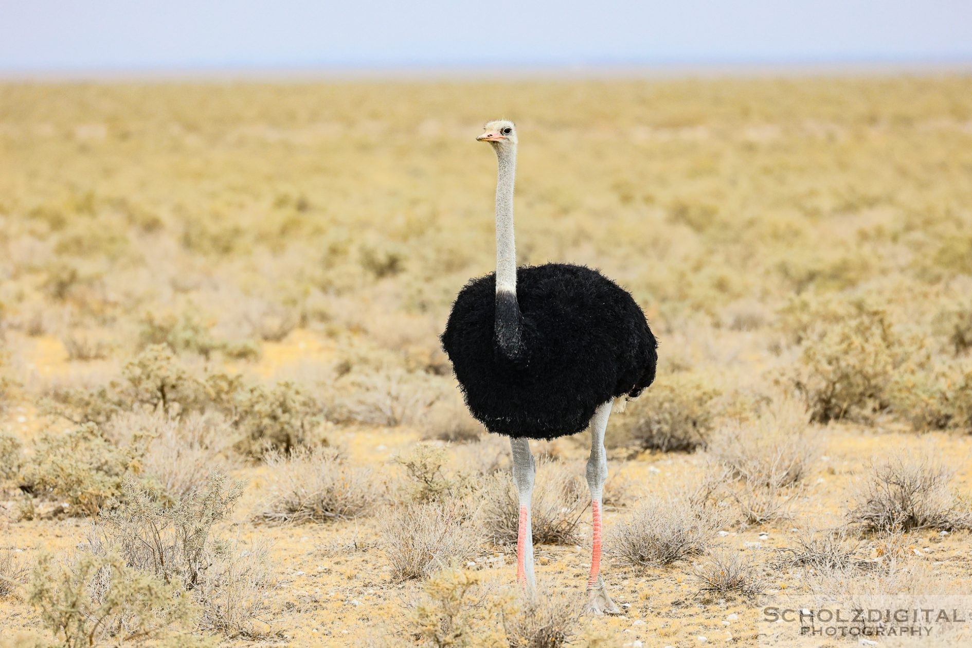 Strauss in Namibia