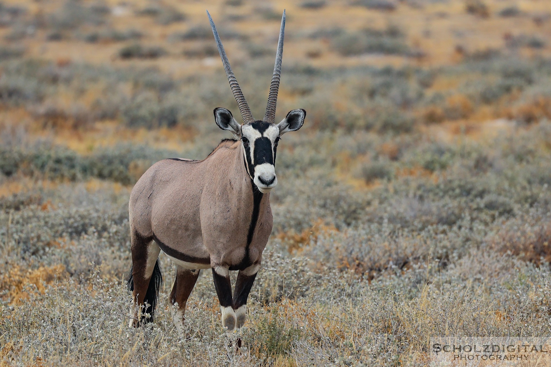 Oryxantilope