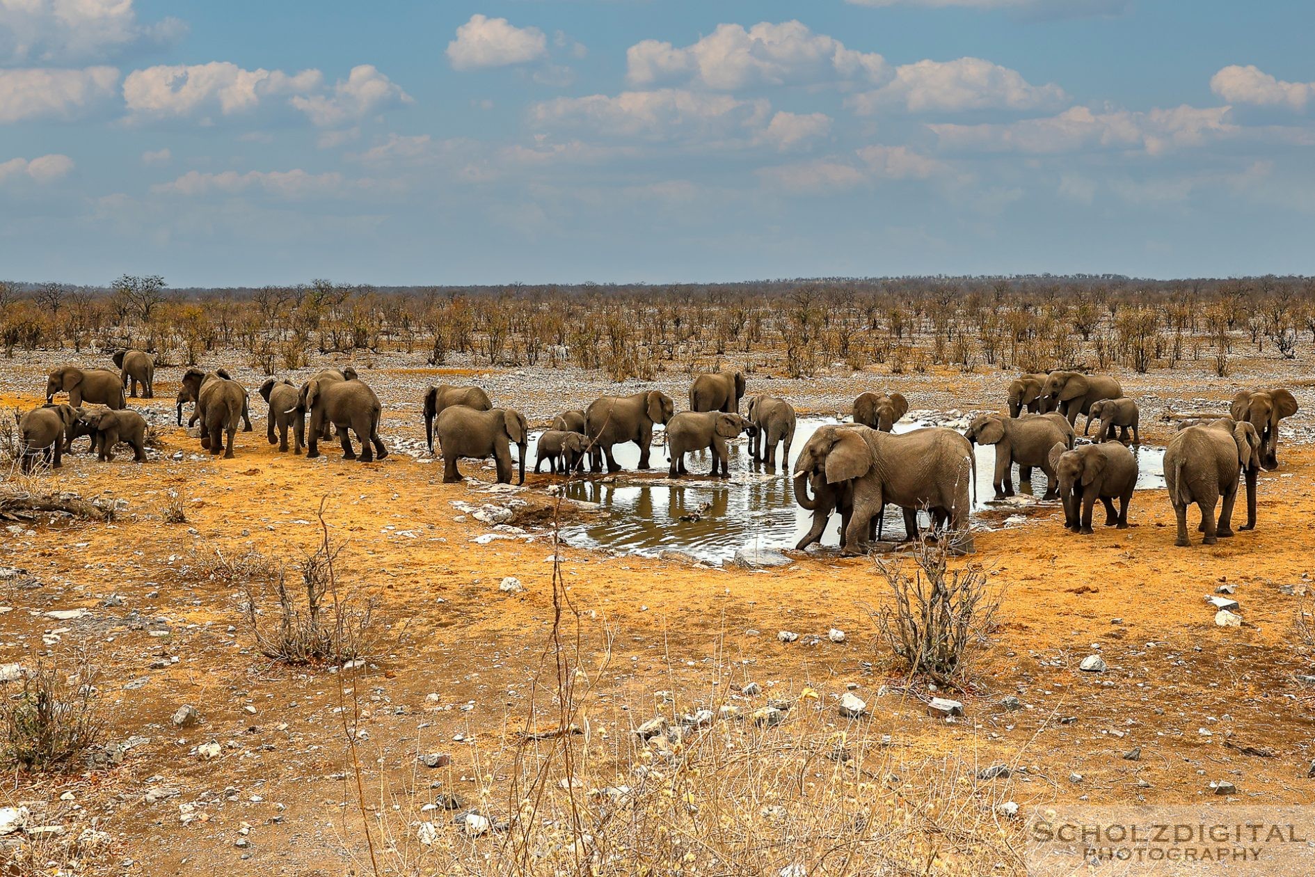 Elefantenherde Wasserloch im Etosha Nationalpark