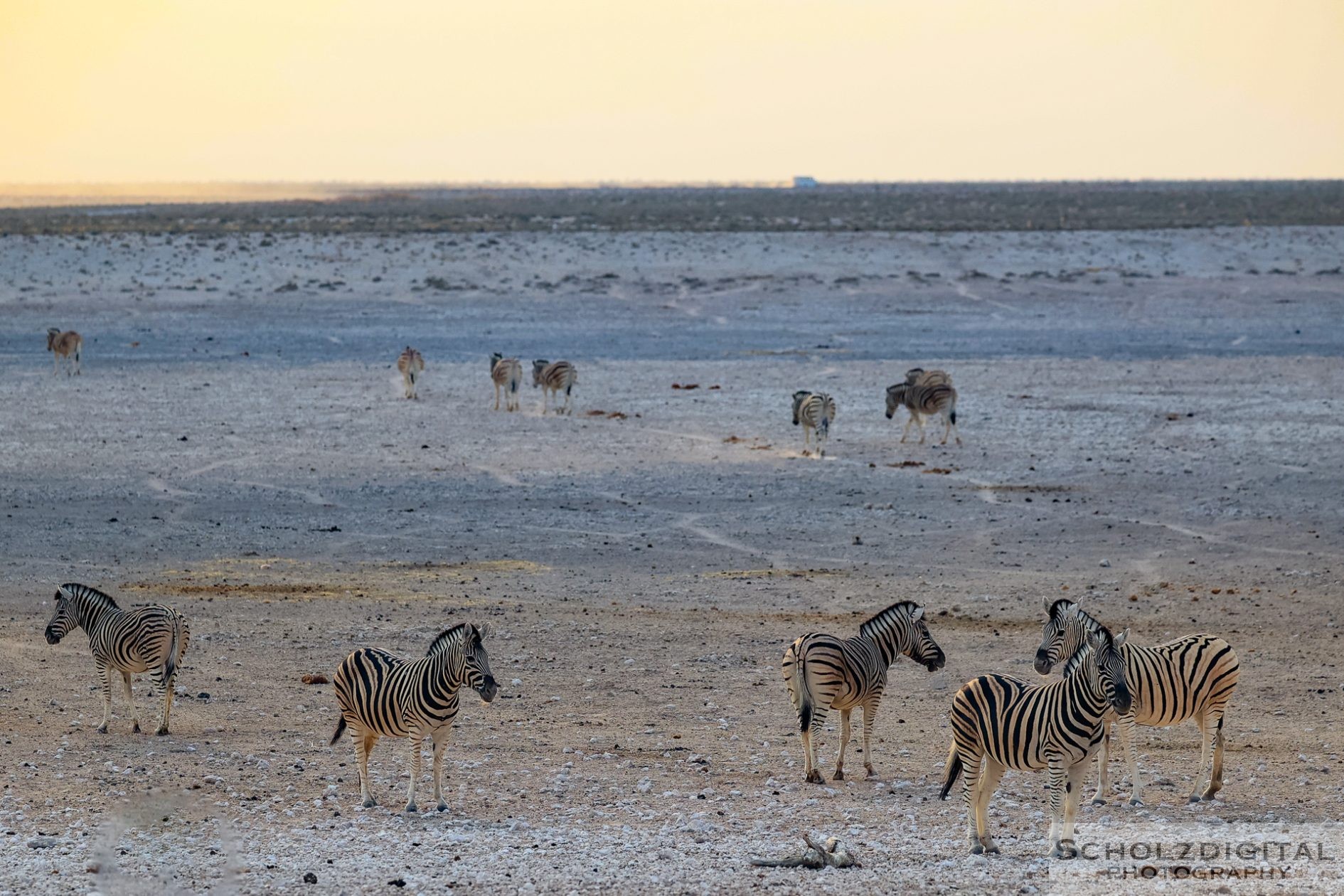 Steppenzebras in der Etoshapfanne