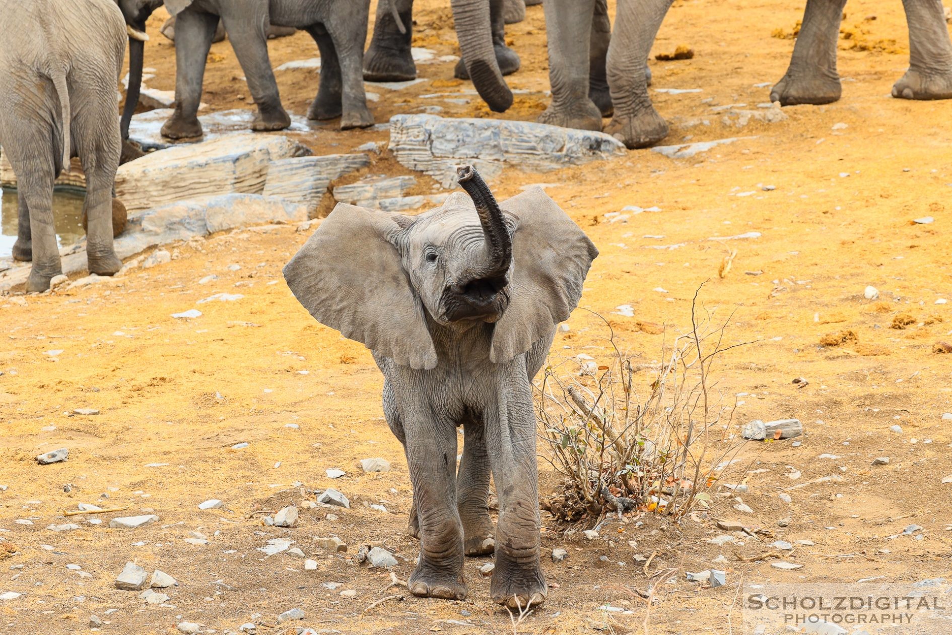 Elefant in Namibia