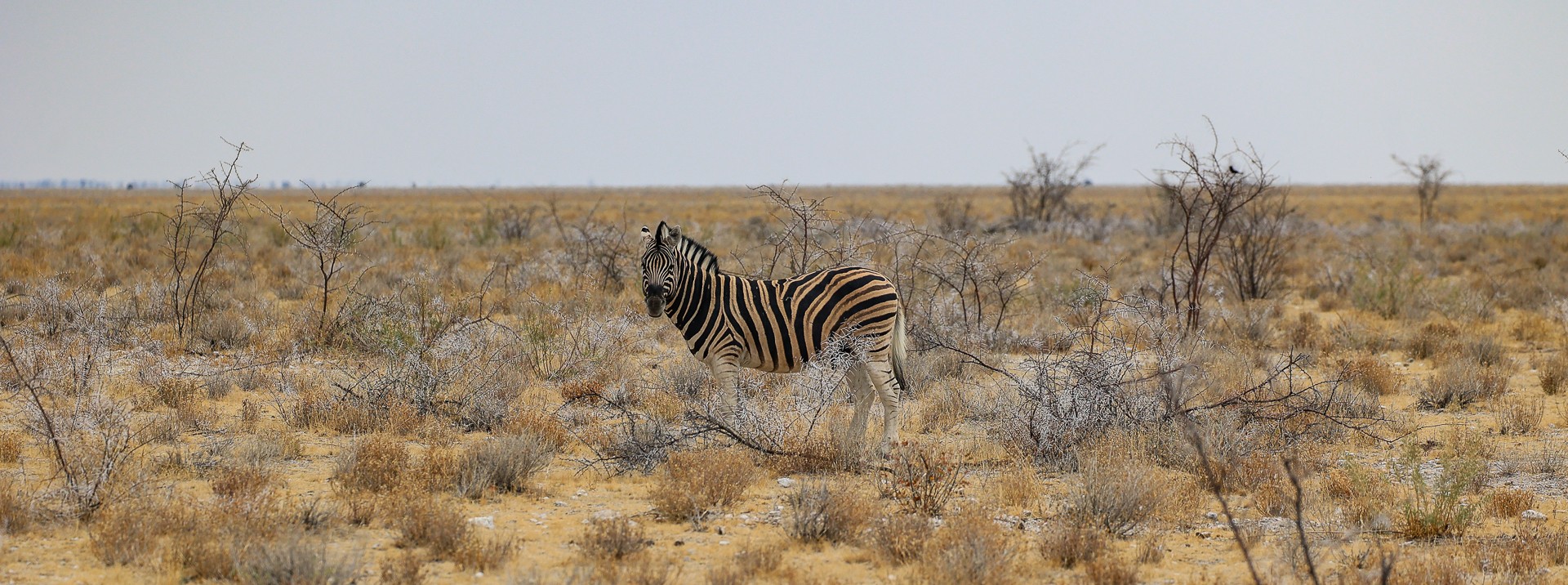 Namibia – Etosha Nationalpark