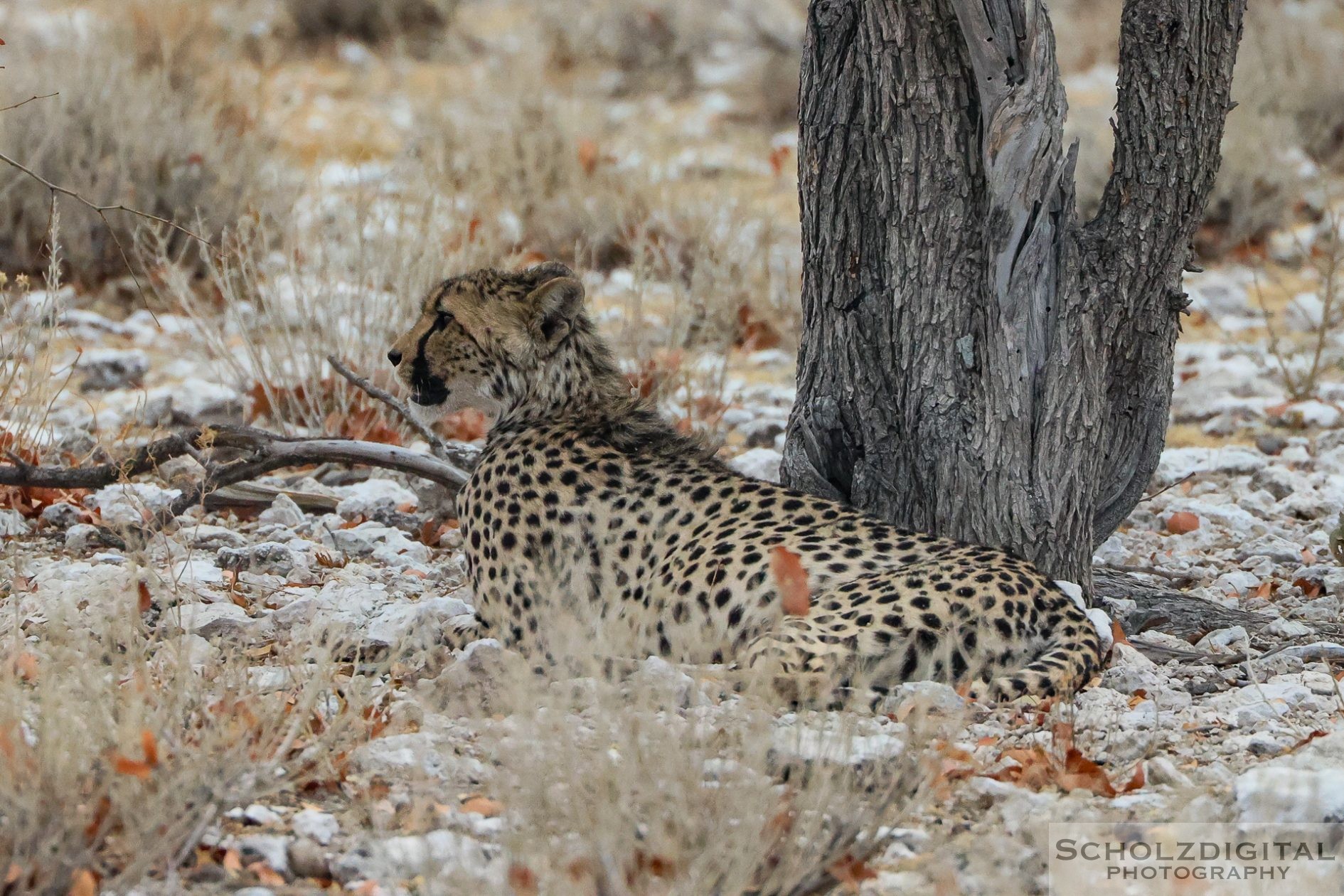 Gepard im Etosha Nationalpark