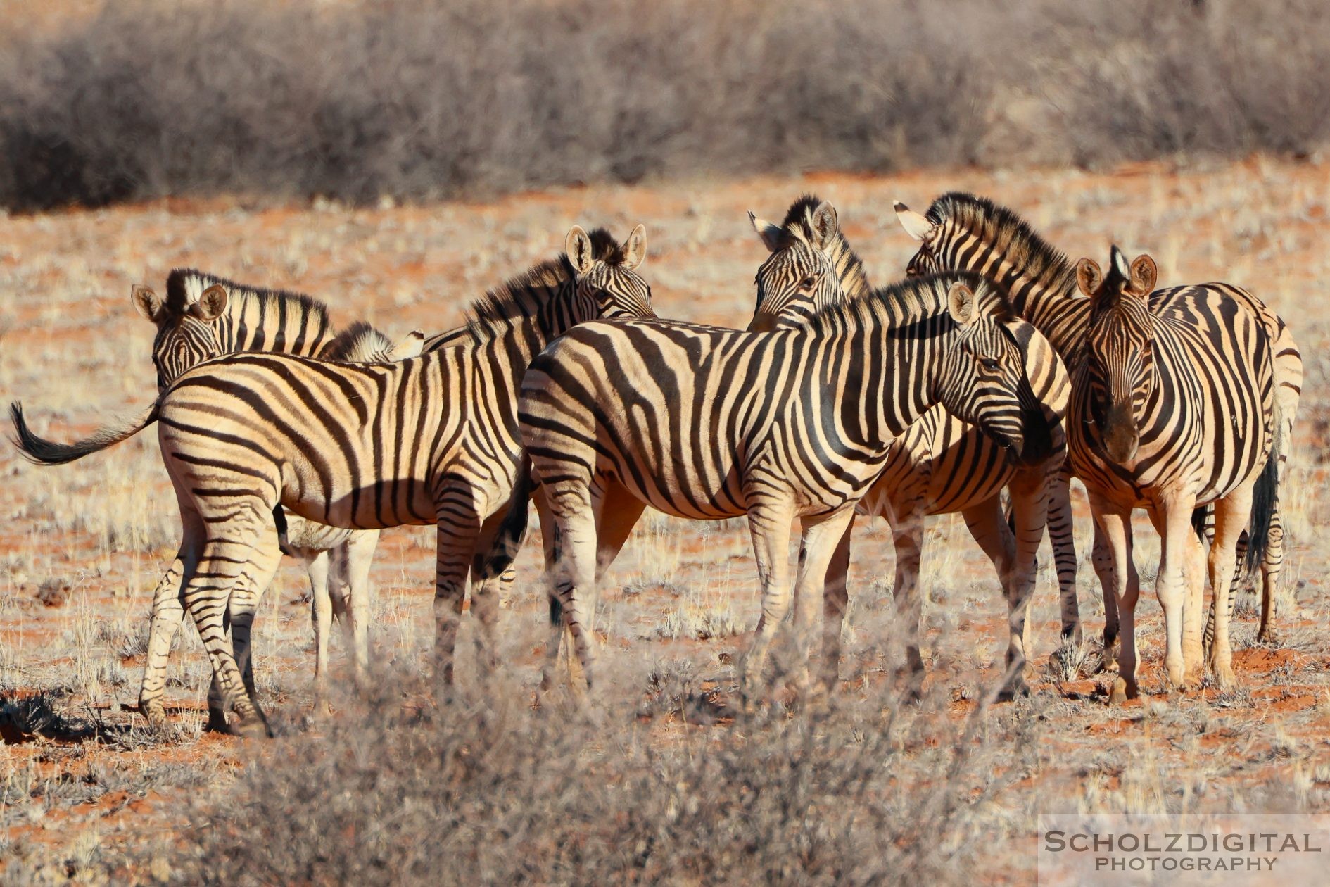 Zebraherde