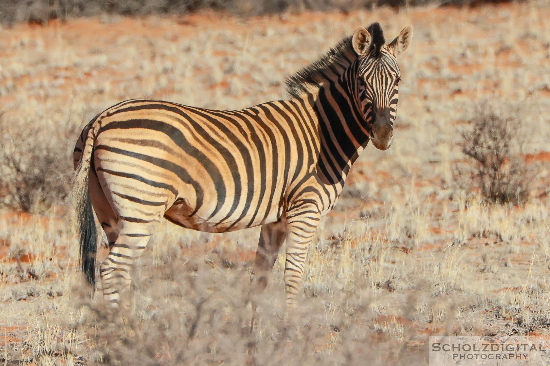 Zebra auf dem Reservat der Hammerstein Lodge bei unserer Rundreise mit Berge & Meer in Namibia