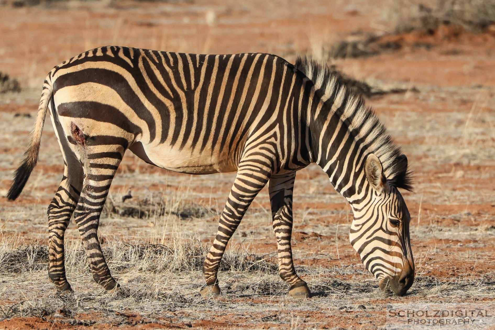 Zebra auf dem Reservat der Hammerstein Lodge bei unserer Rundreise mit Berge & Meer in Namibia