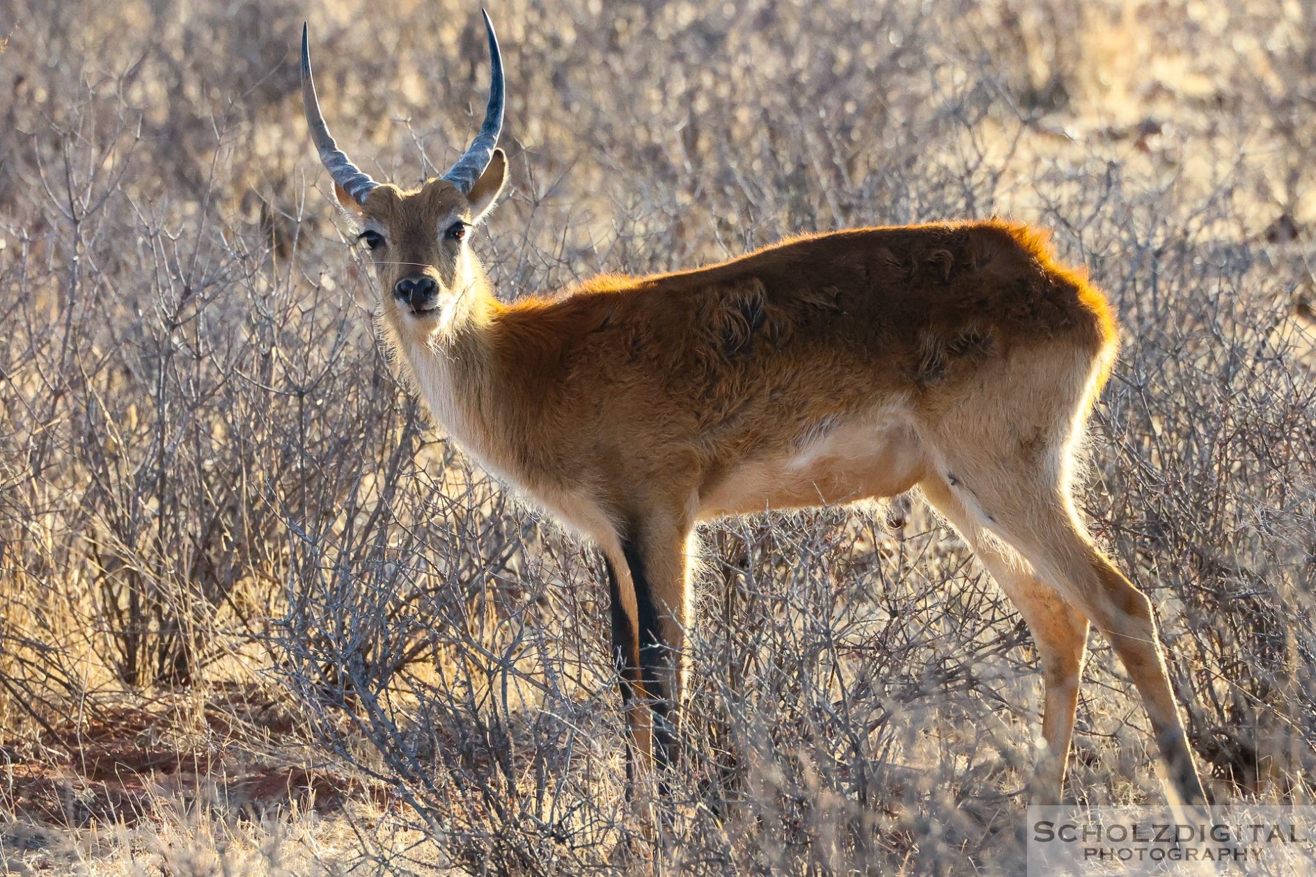 Springbock