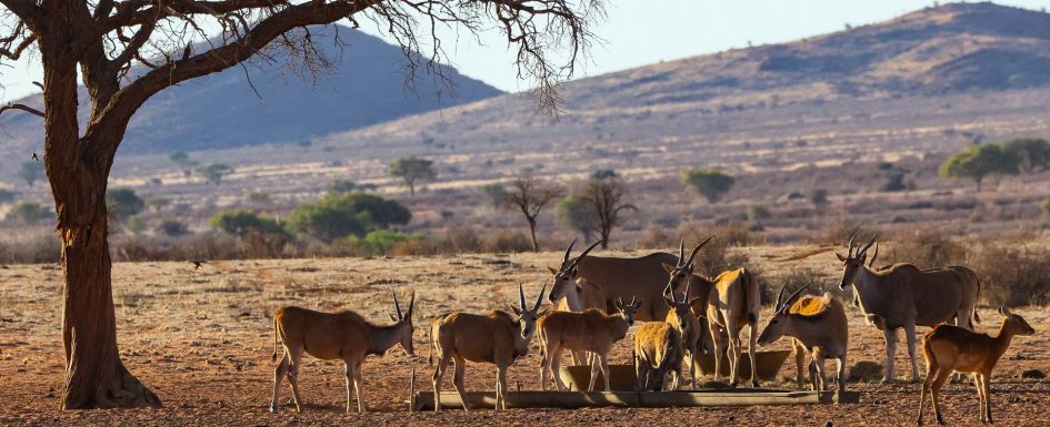 Rundreise Namibia Safari