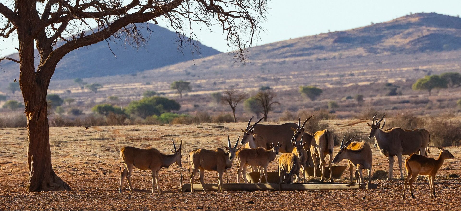 Namibia – Hammerstein Safari