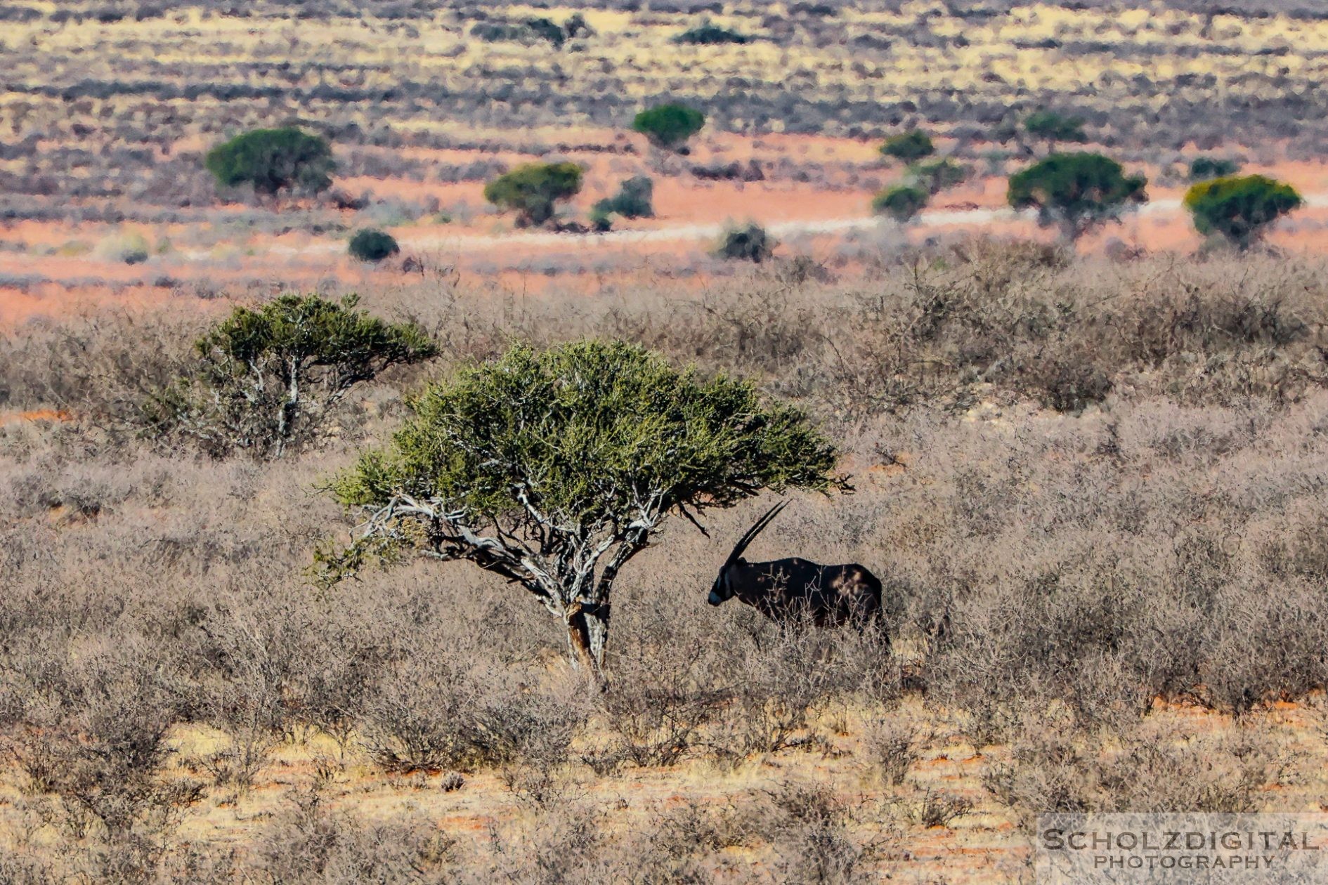 Unendliche weiten und wilde Tiere in Namibia