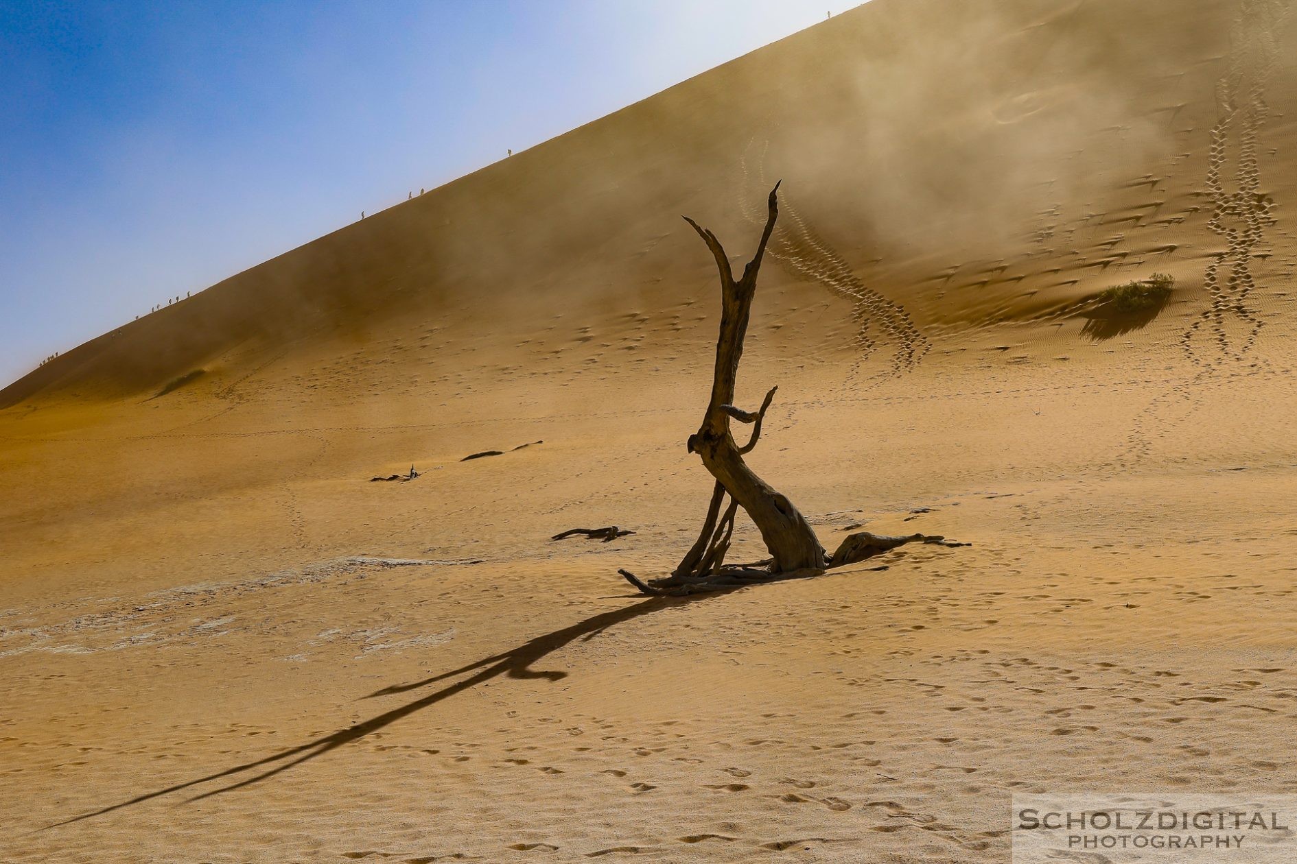 Charakteristisch und namensgebend für das Deadvlei sind die vielen abgestorbenen Kameldornbäume (Vachellia erioloba) in seiner nordwestlichen Hälfte.