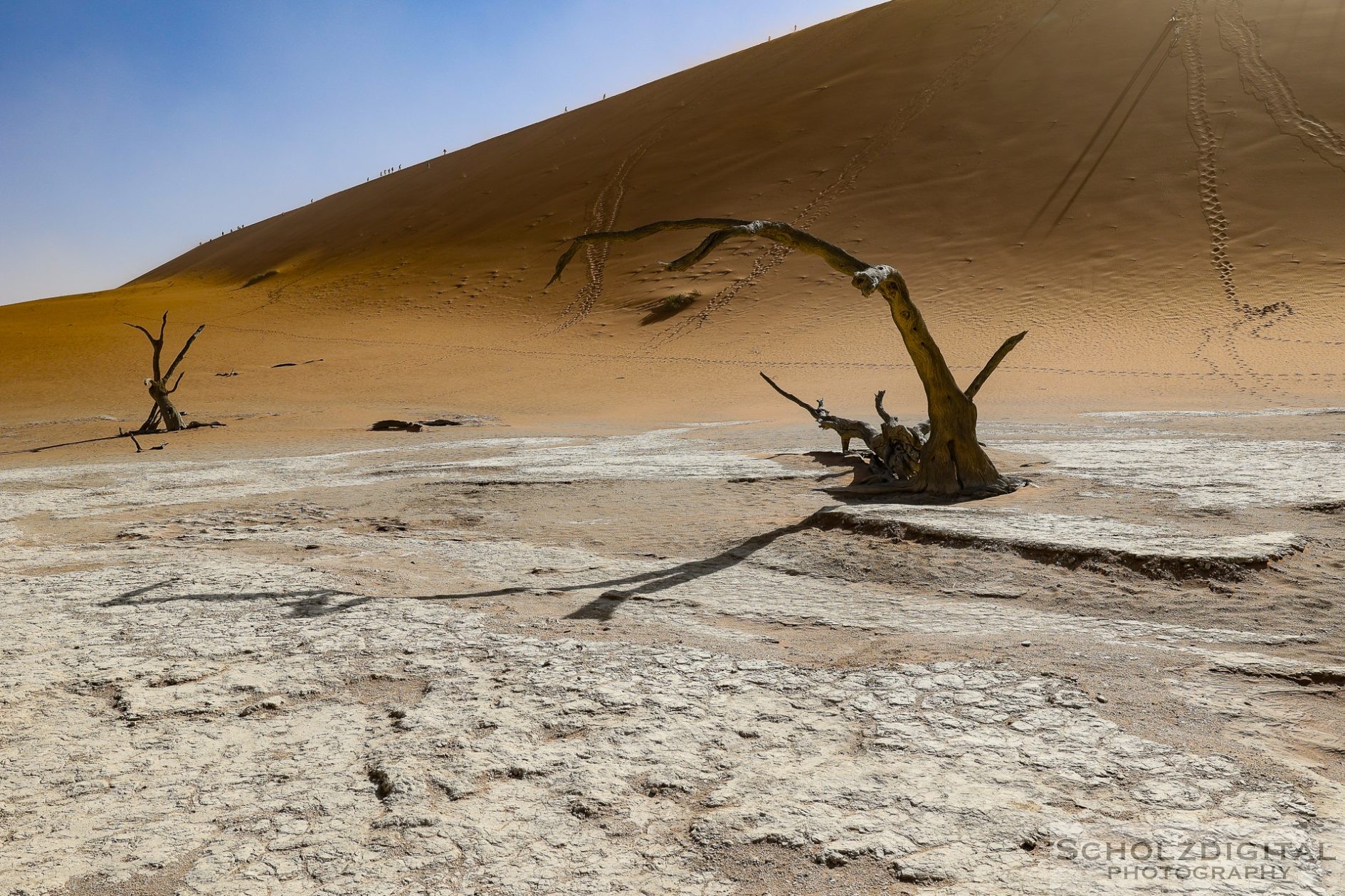 Charakteristisch und namensgebend für das Deadvlei sind die vielen abgestorbenen Kameldornbäume (Vachellia erioloba) in seiner nordwestlichen Hälfte.