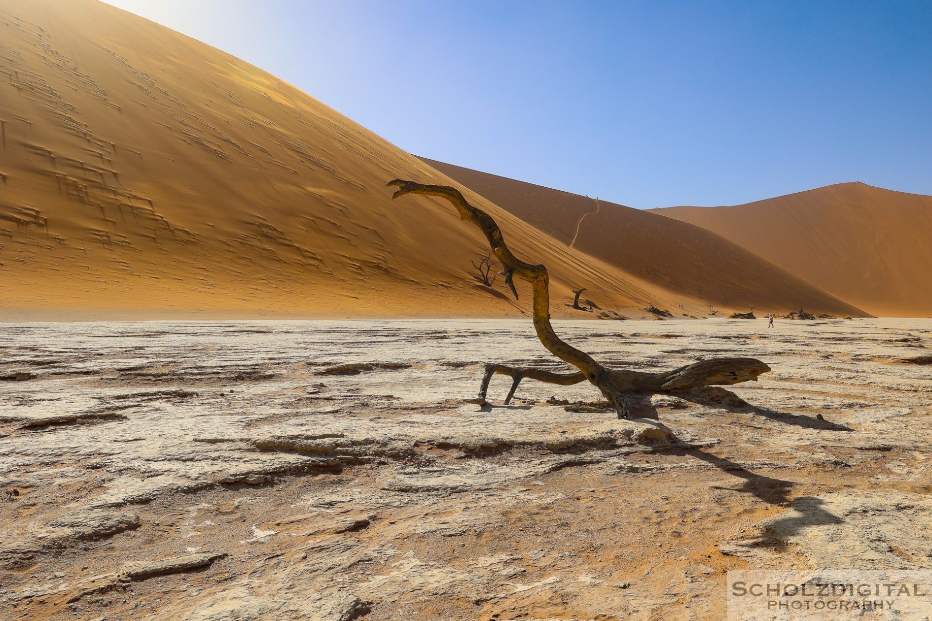 Charakteristisch und namensgebend für das Deadvlei sind die vielen abgestorbenen Kameldornbäume (Vachellia erioloba) in seiner nordwestlichen Hälfte.