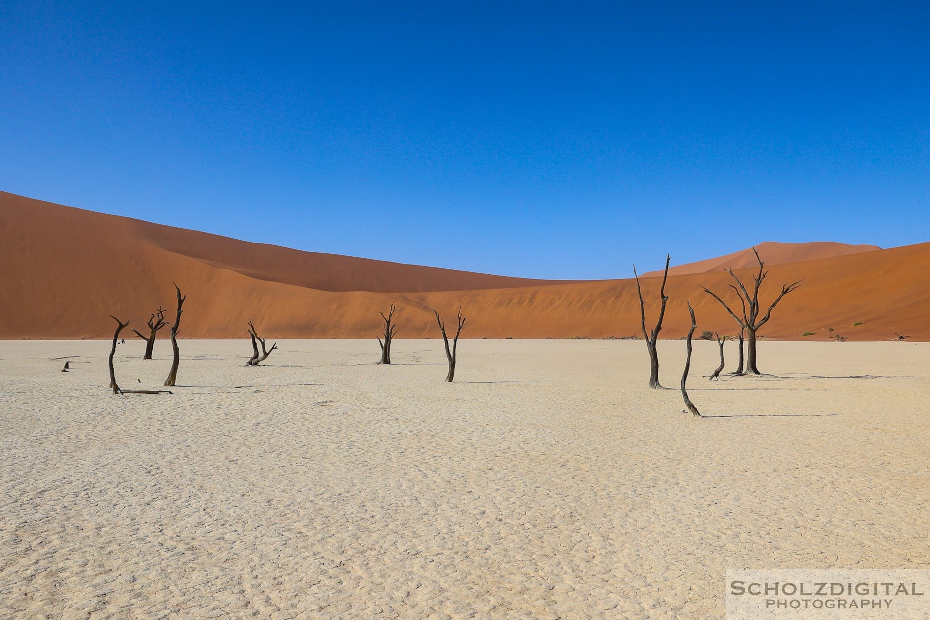 Charakteristisch und namensgebend für das Deadvlei sind die vielen abgestorbenen Kameldornbäume (Vachellia erioloba) in seiner nordwestlichen Hälfte.