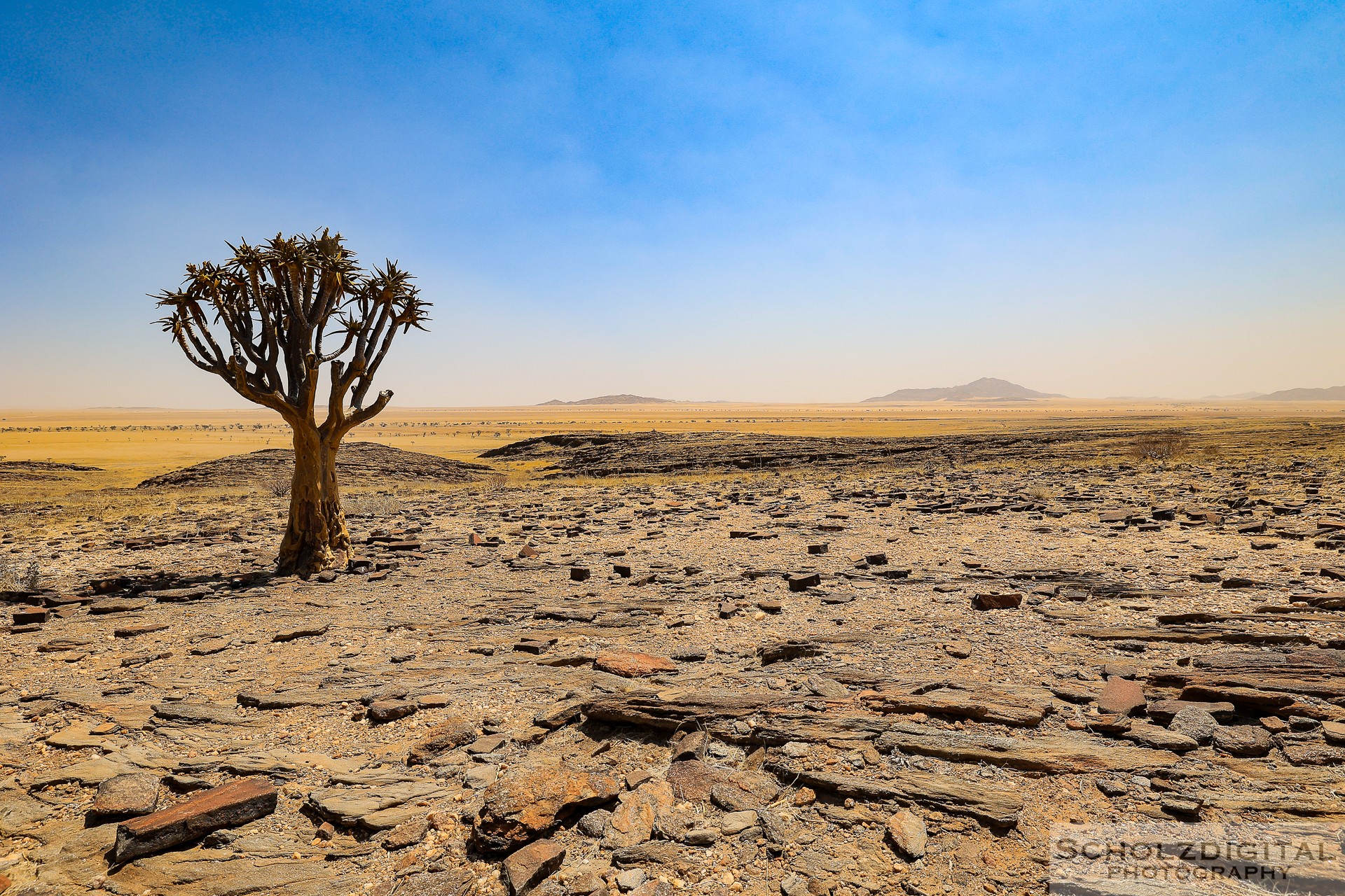 Letzte Köcherbaum Namib-Naukluft National Park