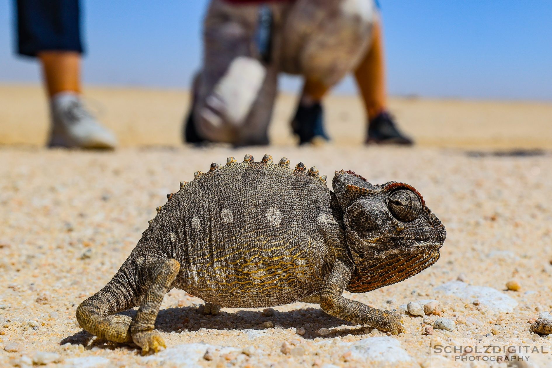 Chamäleon Namibia