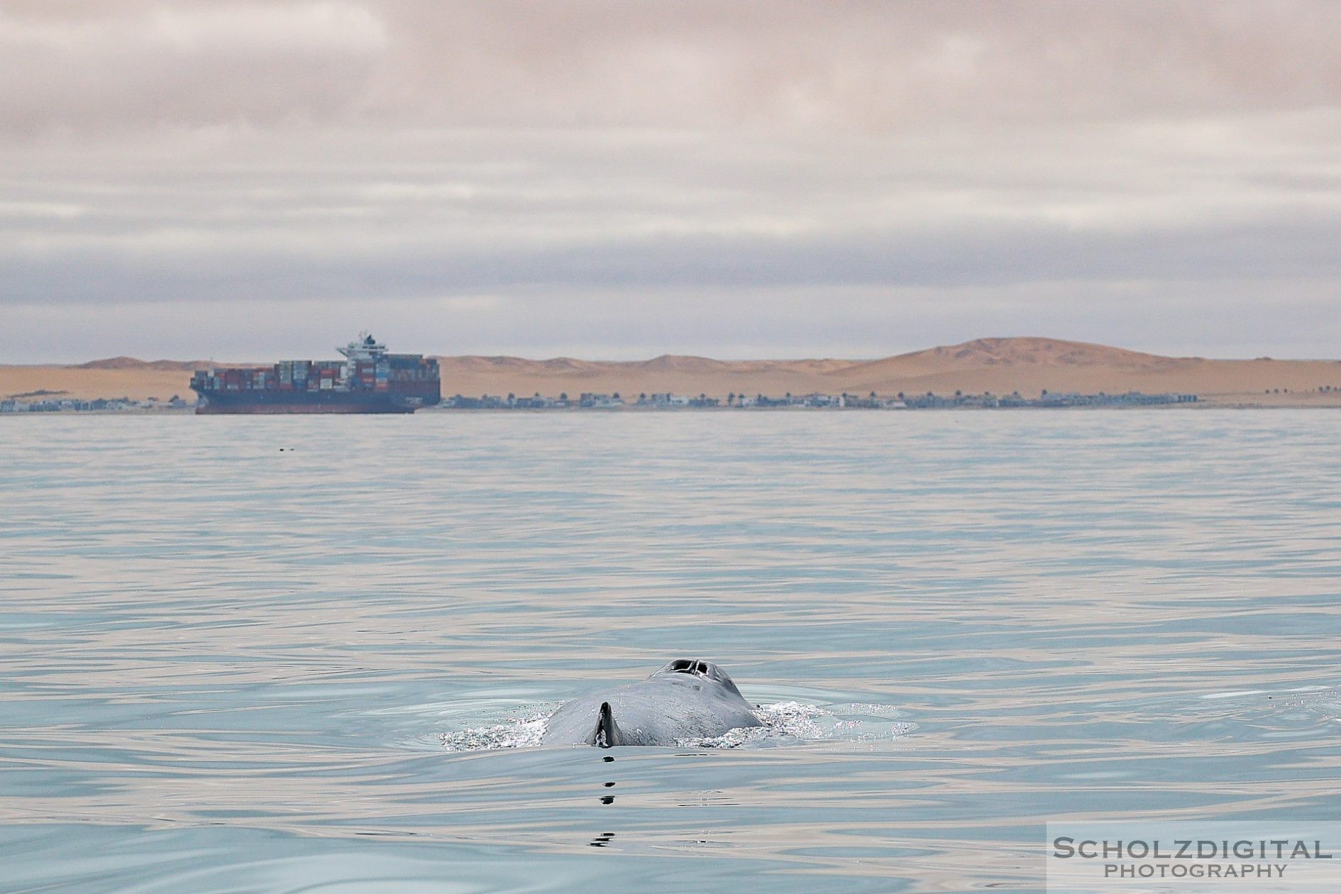 Wal in der Walvis Bay