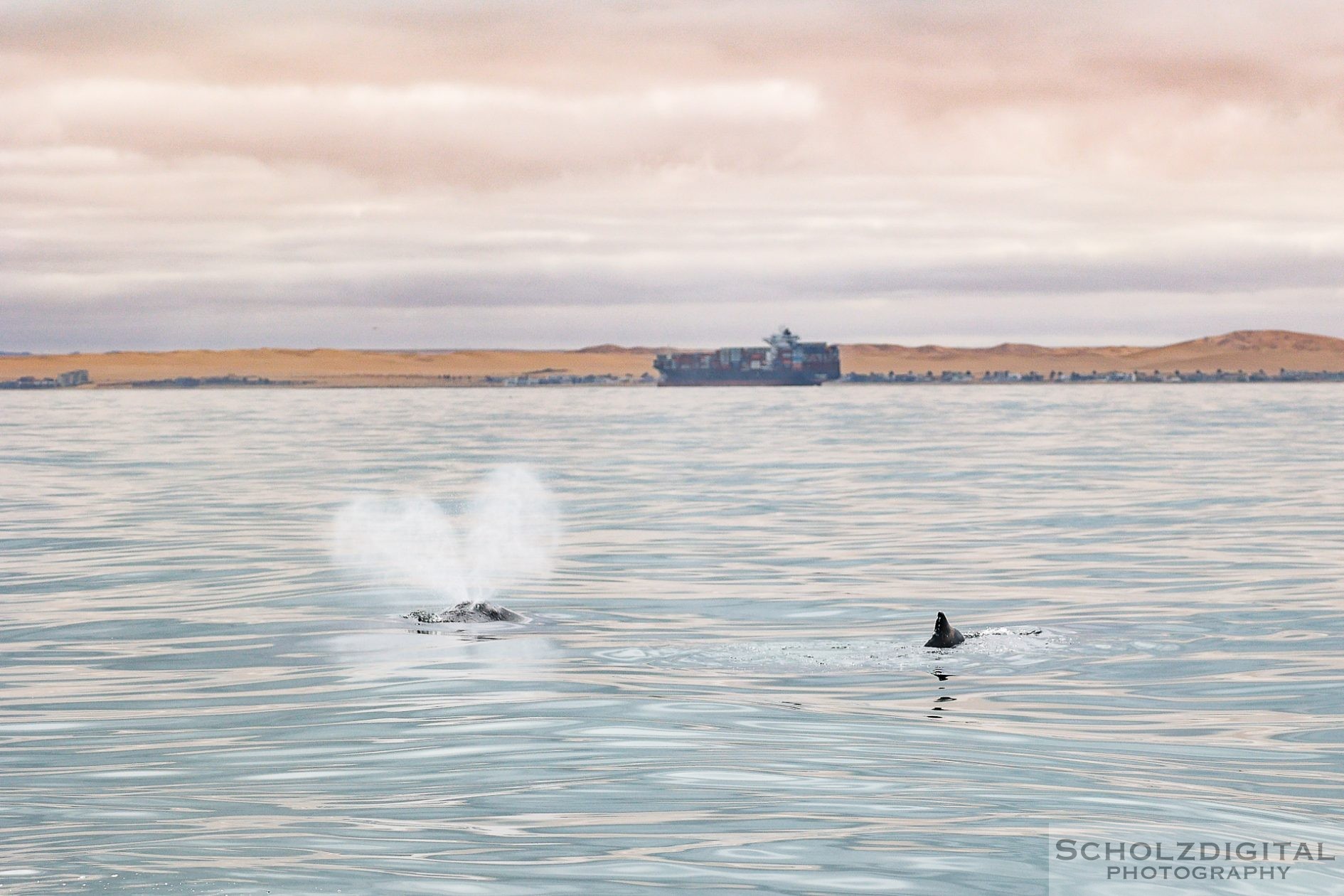 Wal in der Walvis Bay