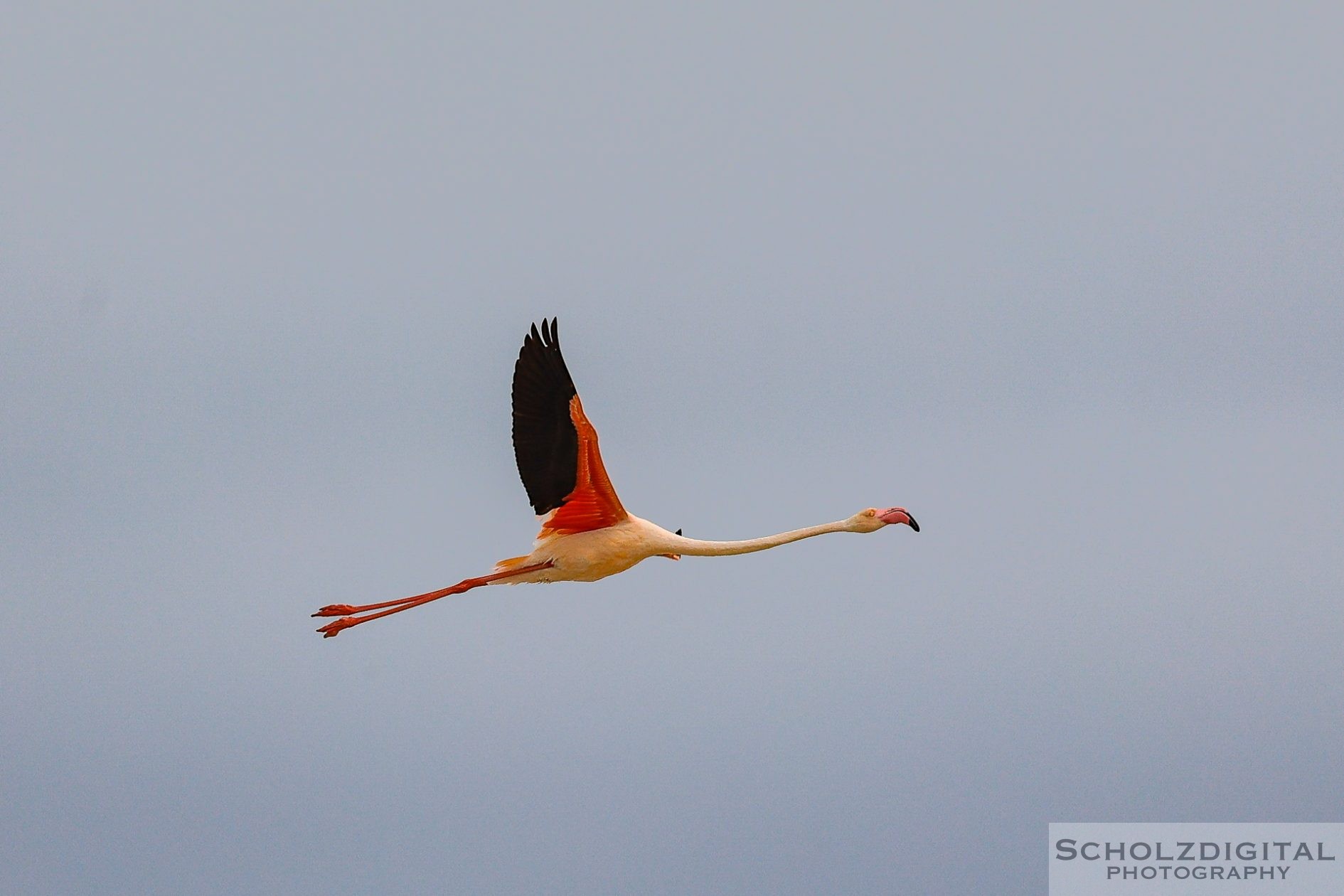 Flamingo Namibia