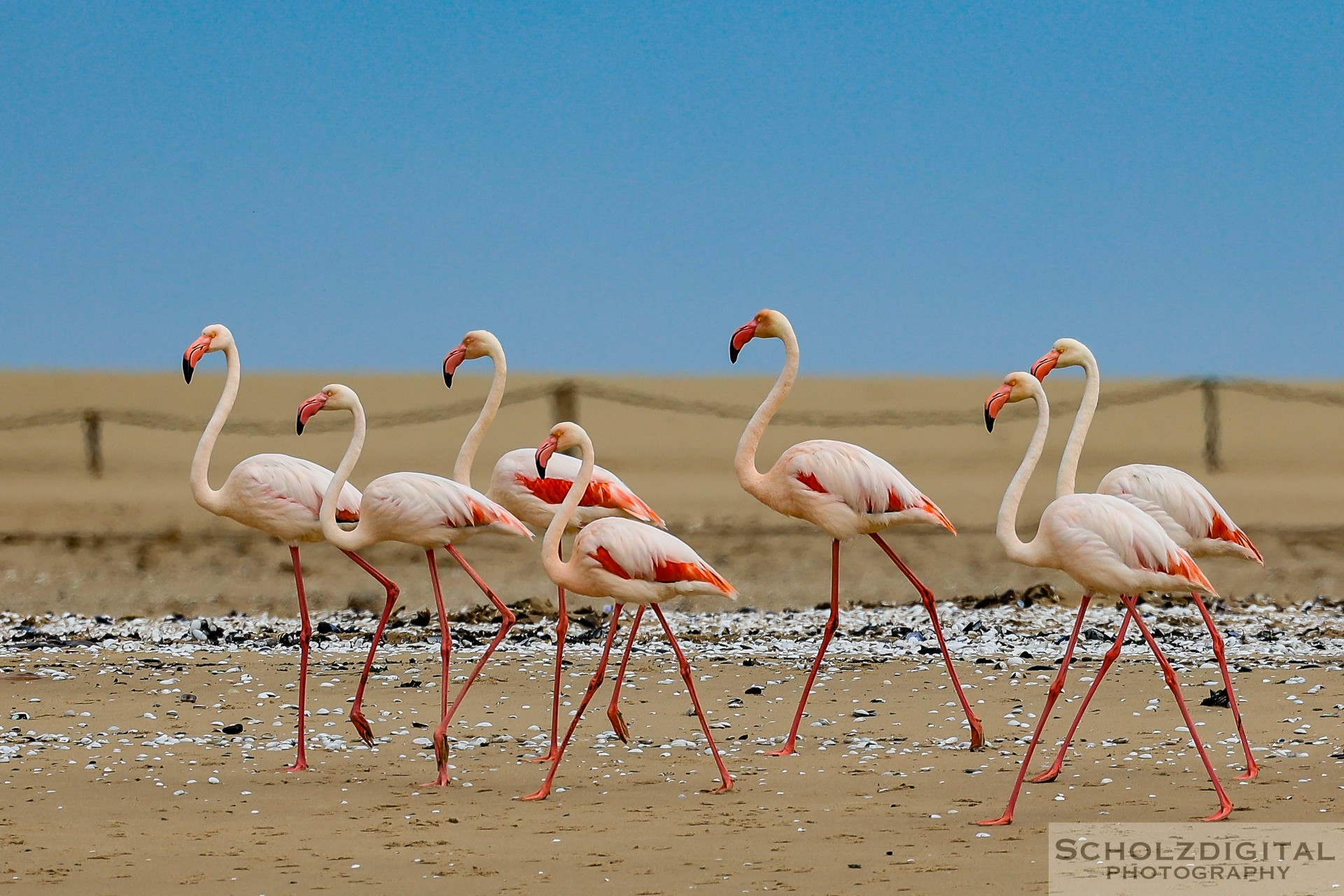 Flamingo Walvis Bay