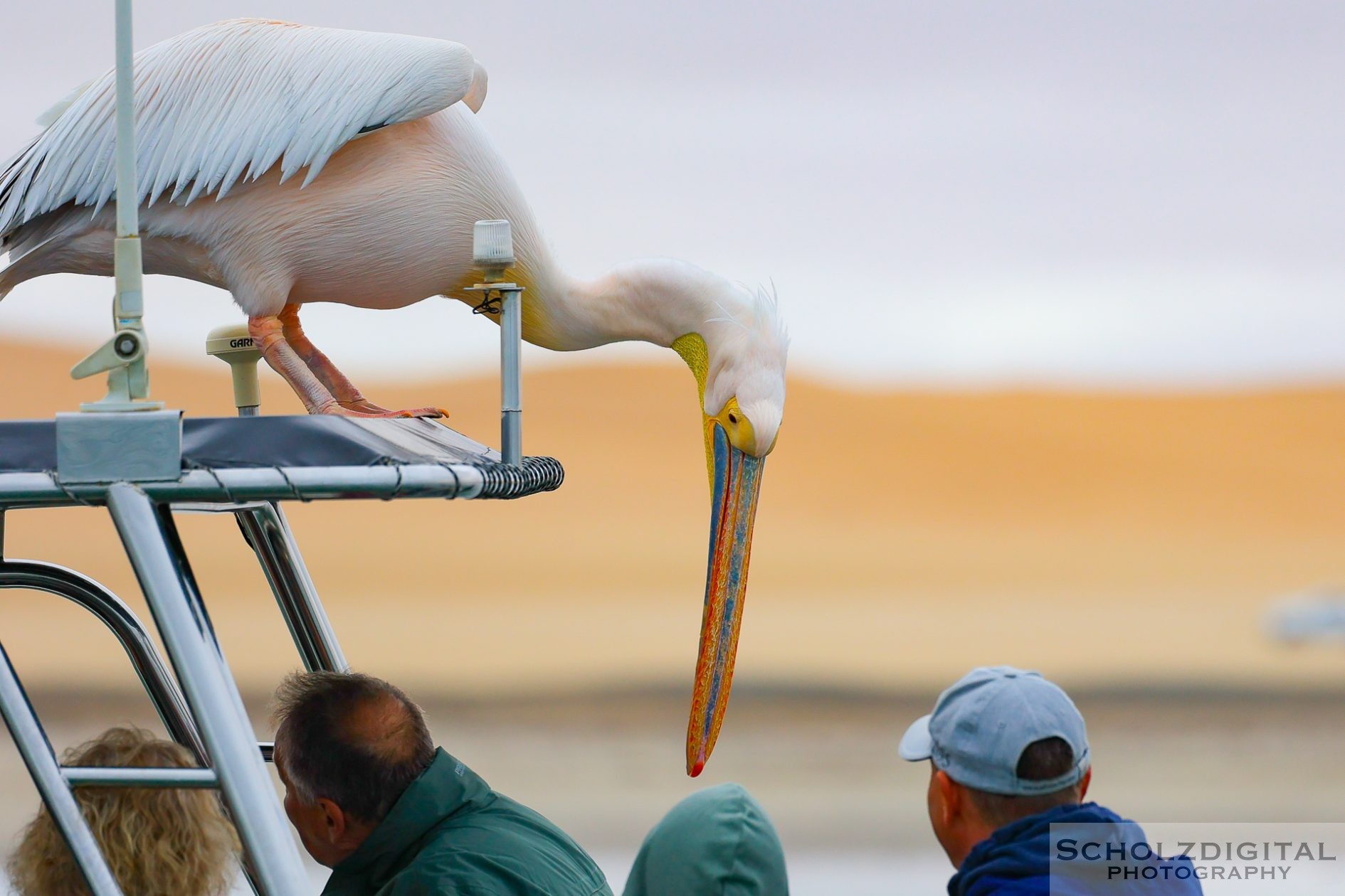Pelikan beim Ausflugs Katamaran