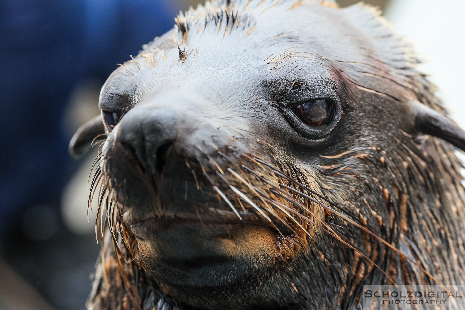 Walvis Bay Seehunde