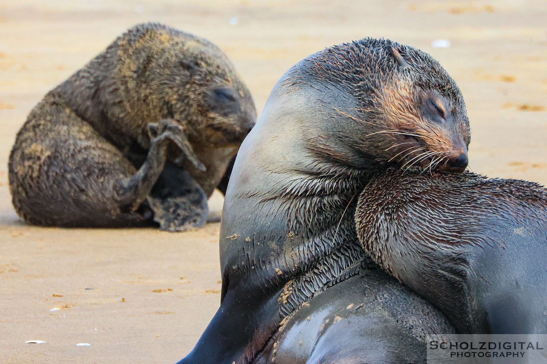 Walvis Bay Seehunde