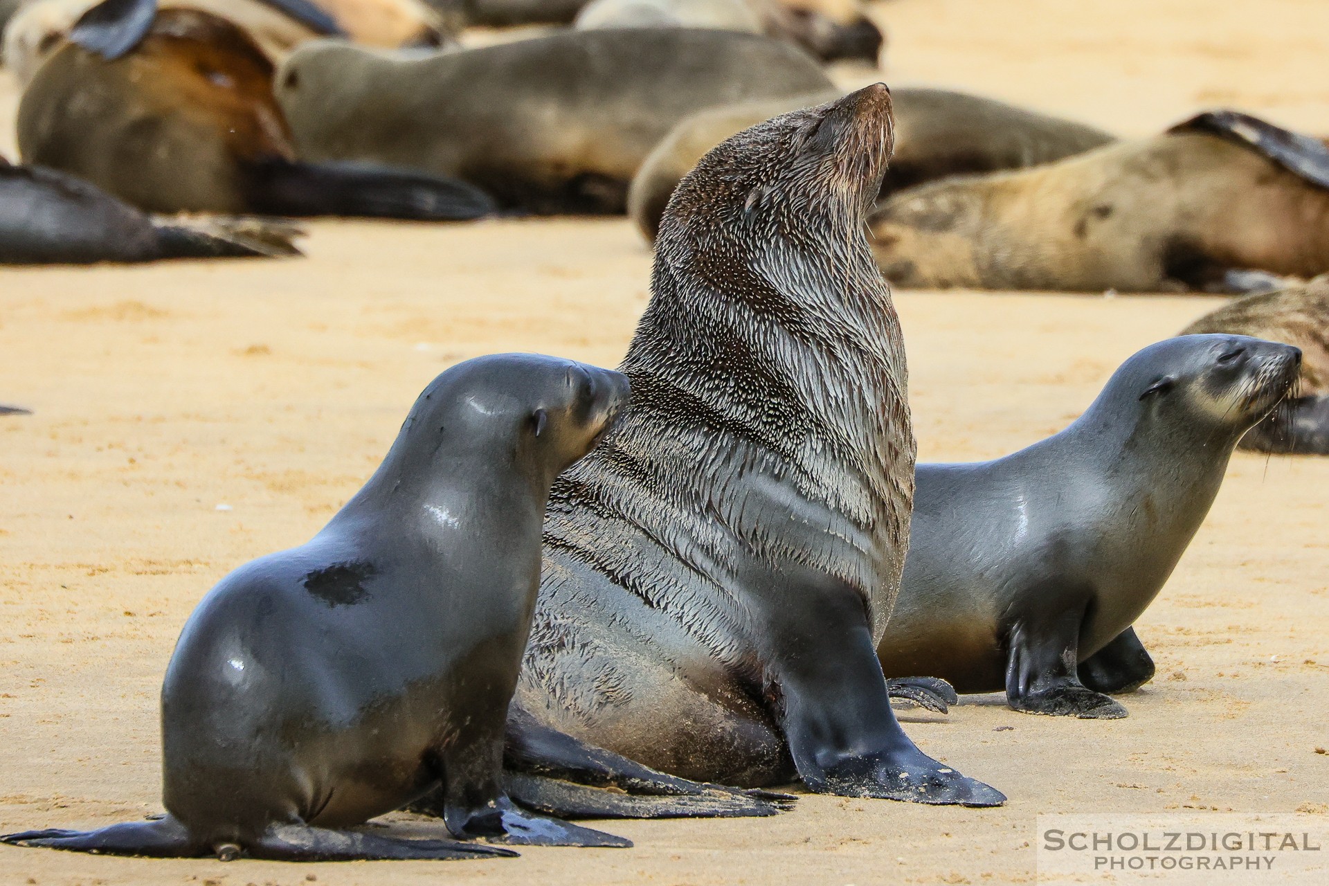 Walvis Bay Seehunde