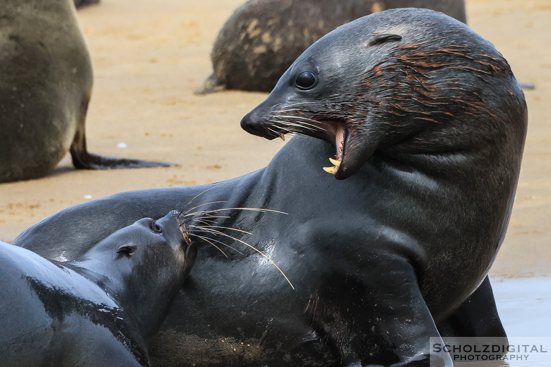 Walvis Bay Seehunde