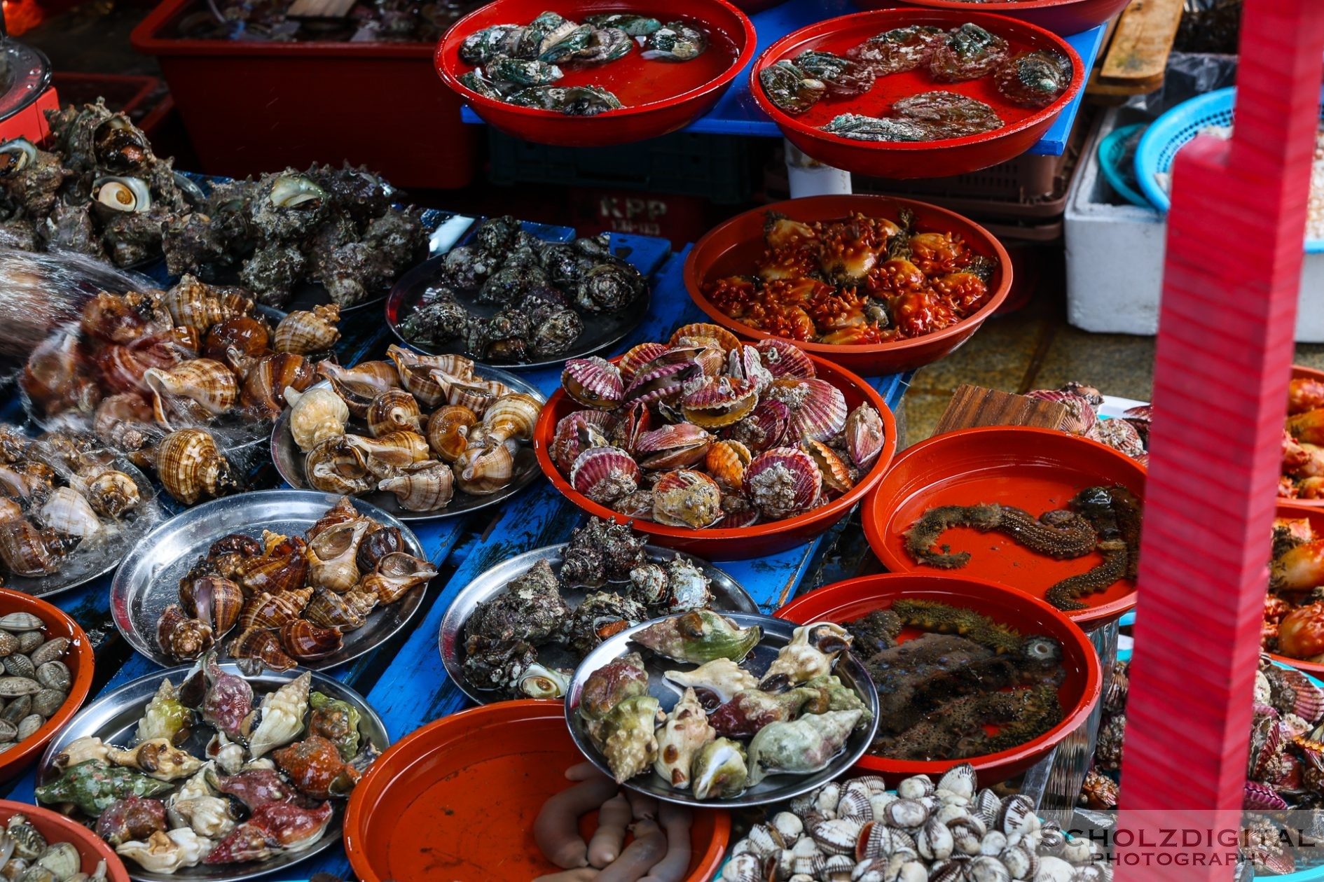 Busan Jagalchi Fischmarkt