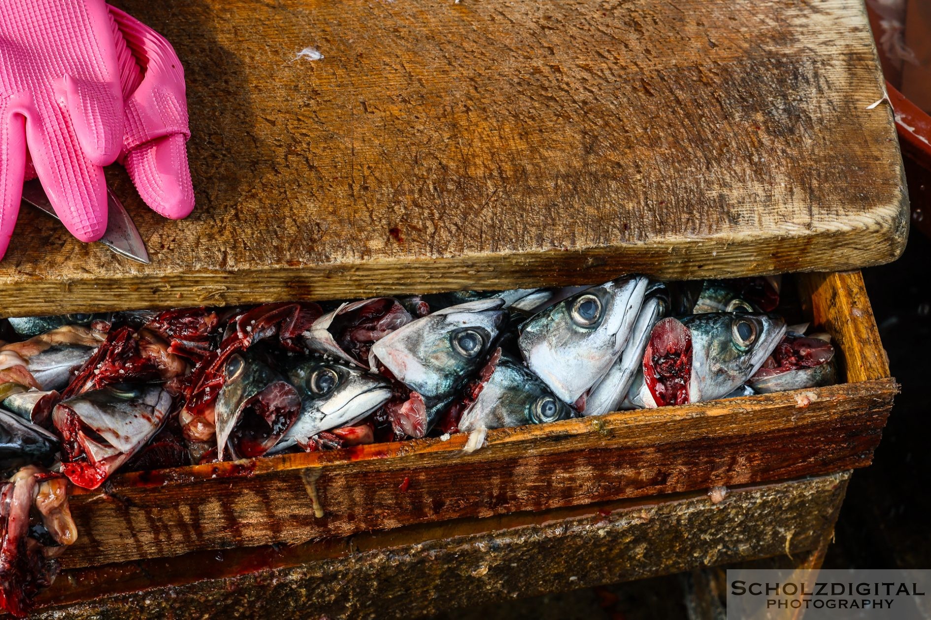 Busan Jagalchi Fischmarkt