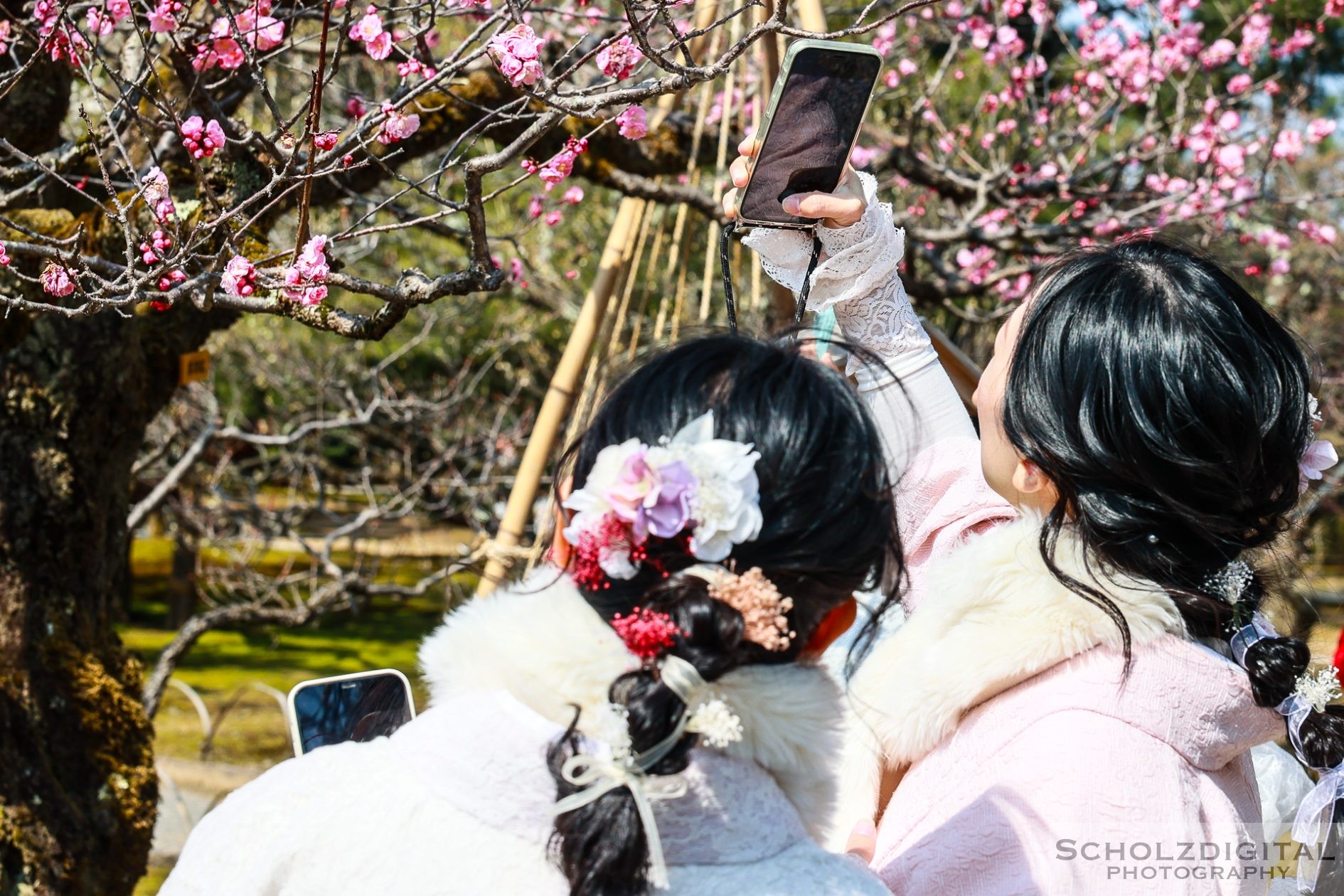 Kanazawa Kenroku-en Kirschblüte