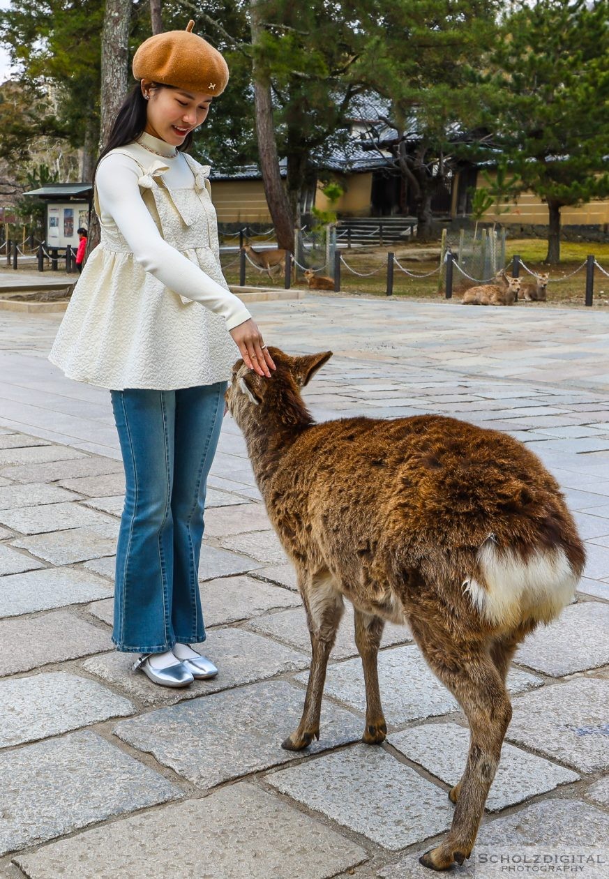 Nara Park Rotwild