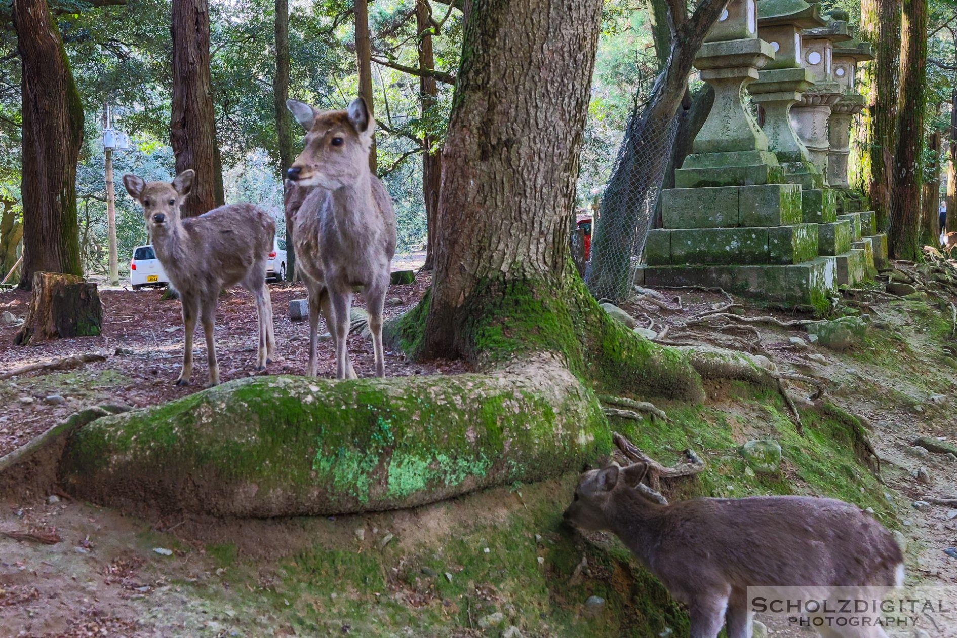 Rotwild im Nara Park