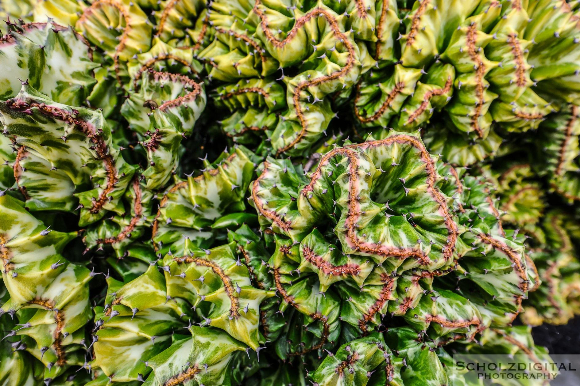 Detailaufnahme verschiedener Kakteen im Jardín de Cactus auf Lanzarote