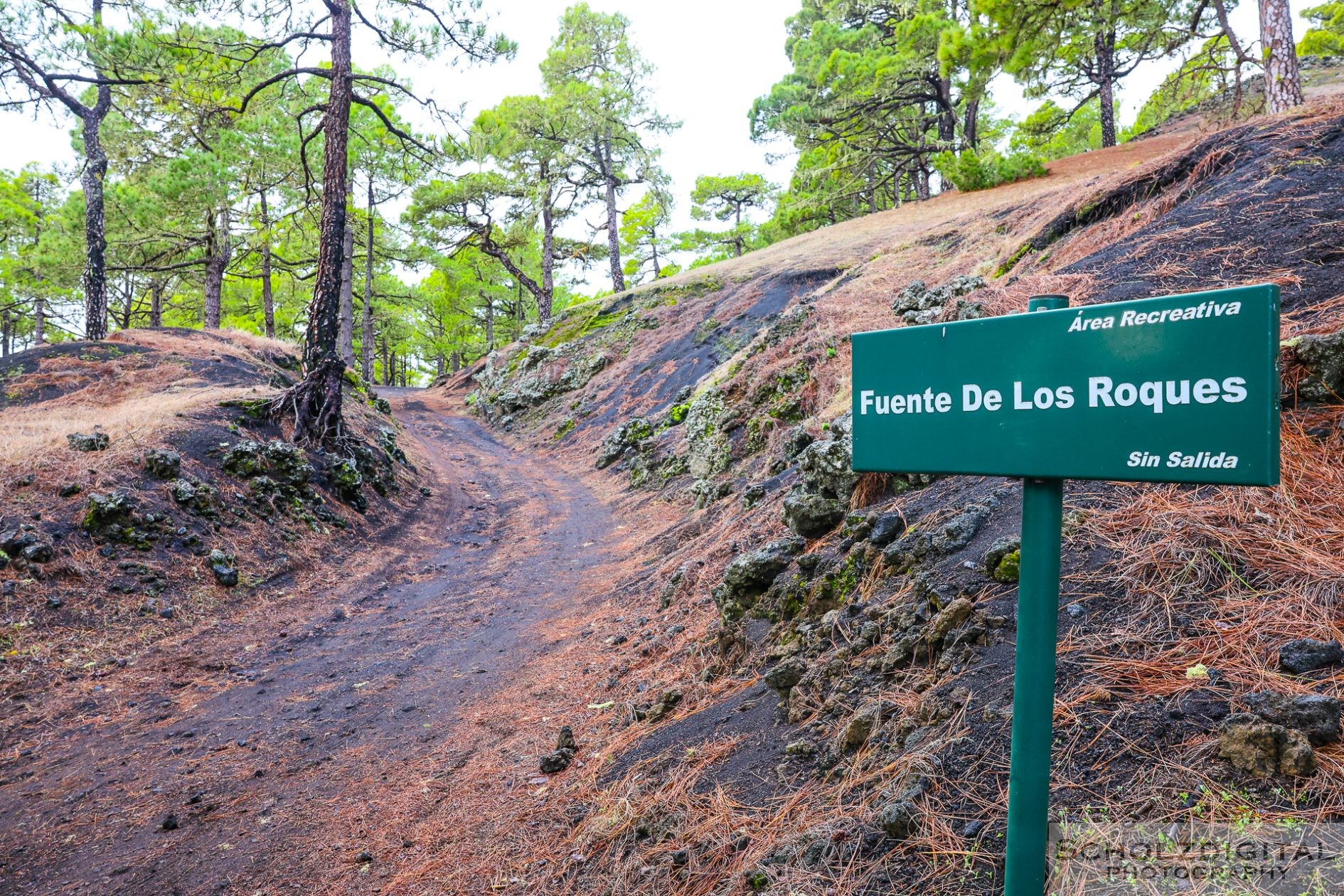 Vulkanlandschaft bei Fuente de los Roques auf La Palma mit Kiefern in den Wolken