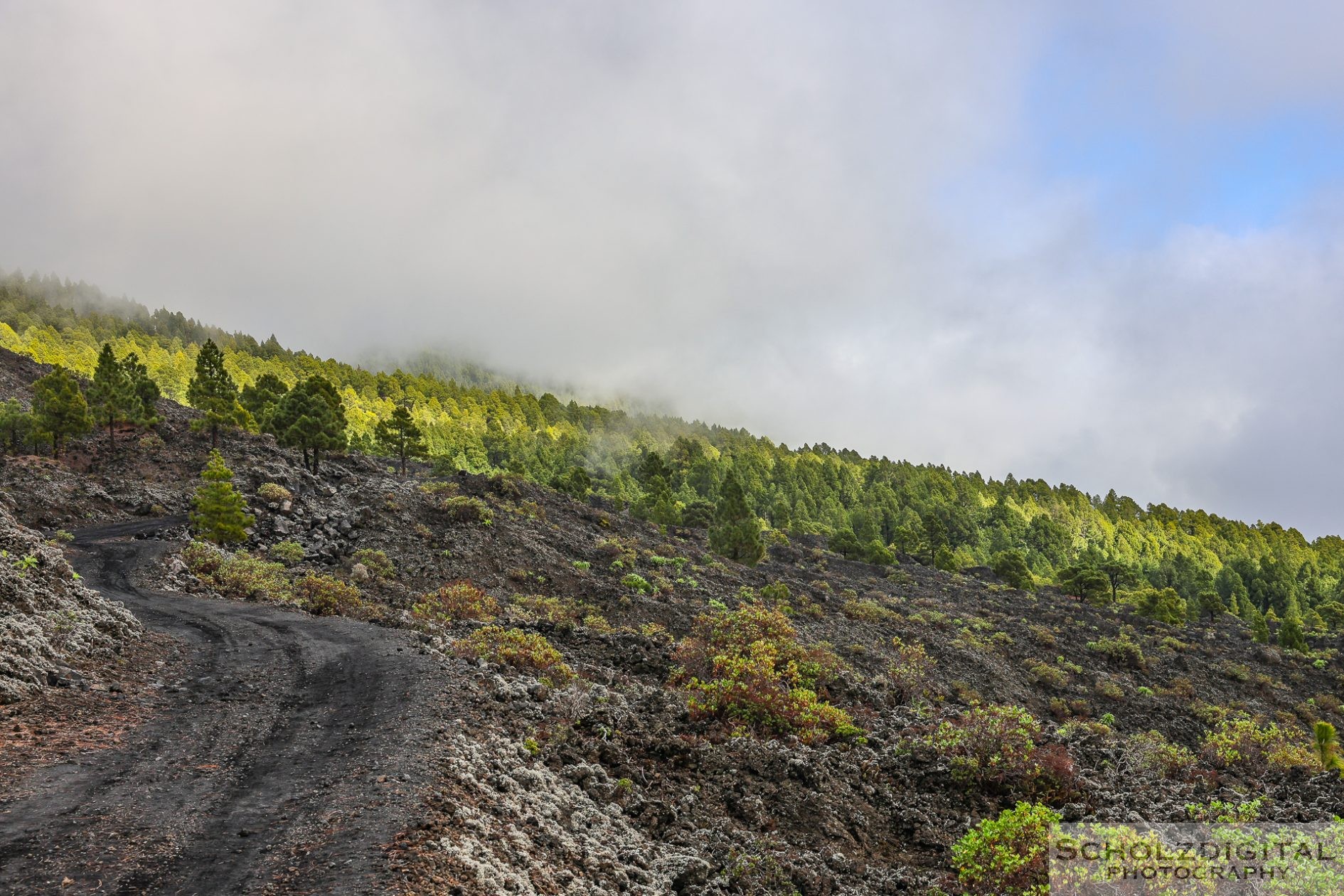 Vulkanlandschaft bei Fuente de los Roques auf La Palma mit Kiefern in den Wolken