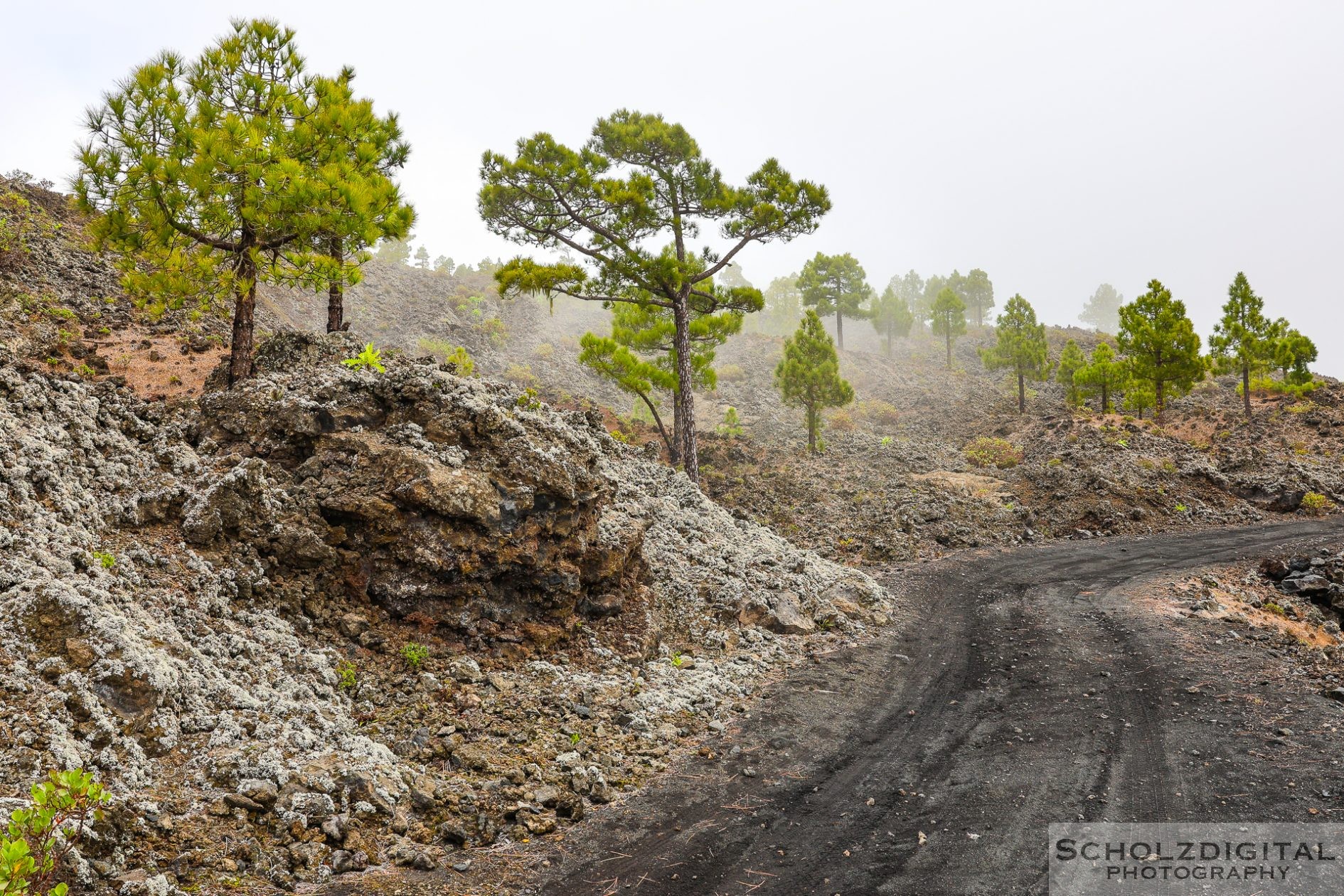 Vulkanlandschaft bei Fuente de los Roques auf La Palma mit Kiefern in den Wolken
