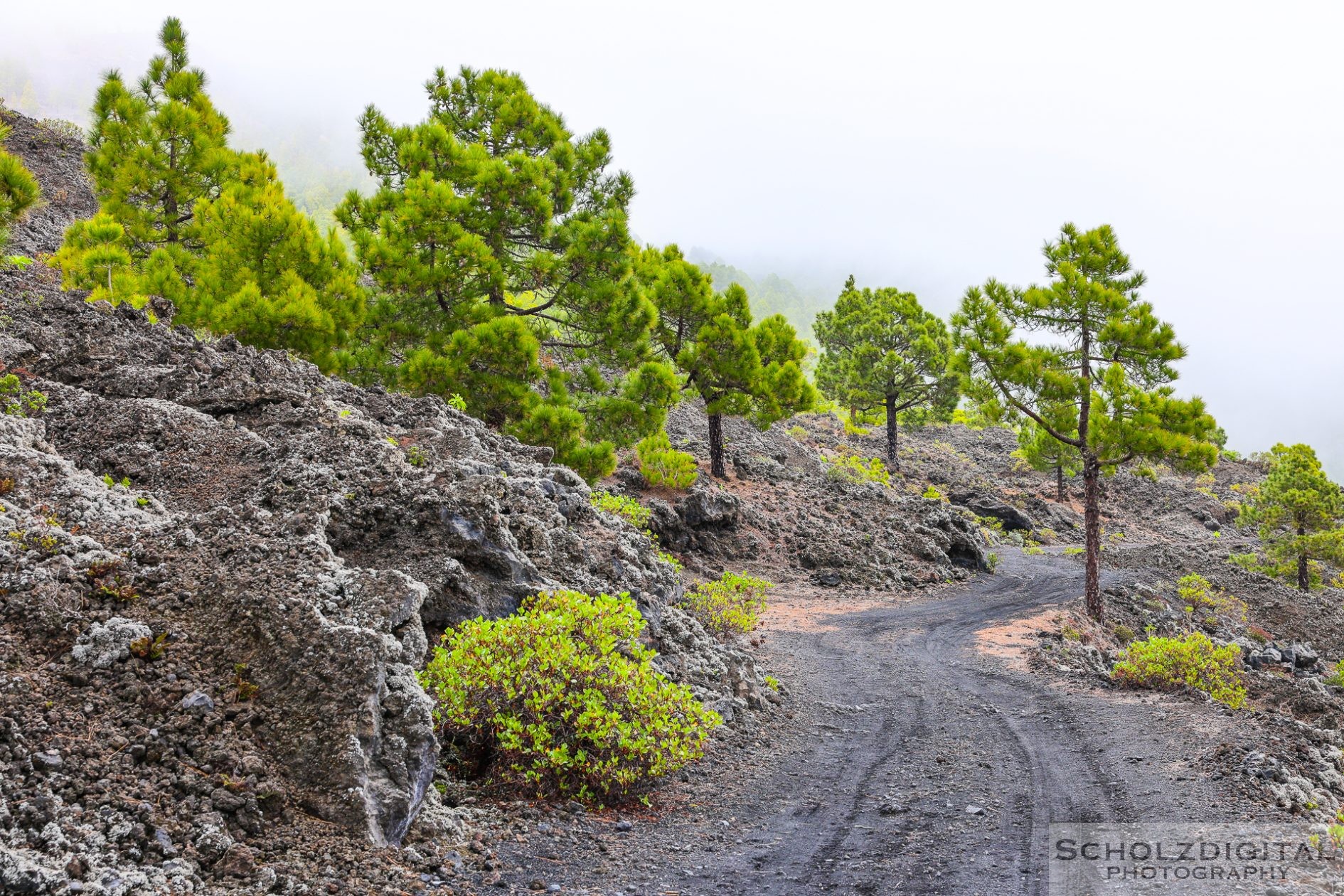 Vulkanlandschaft bei Fuente de los Roques auf La Palma mit Kiefern in den Wolken